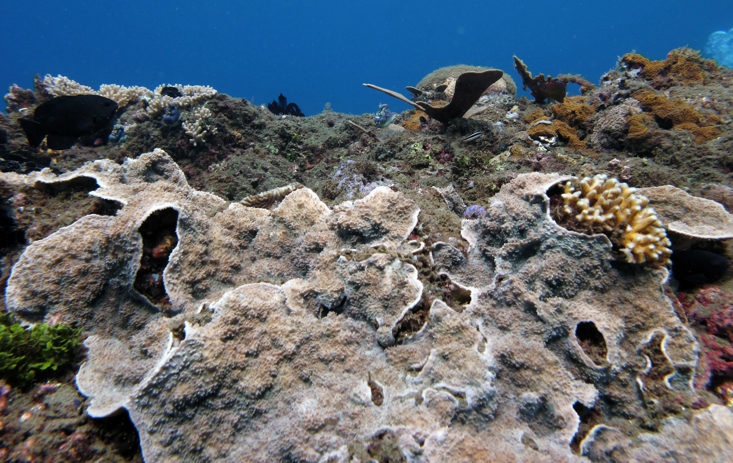 encrusting coral.jpg