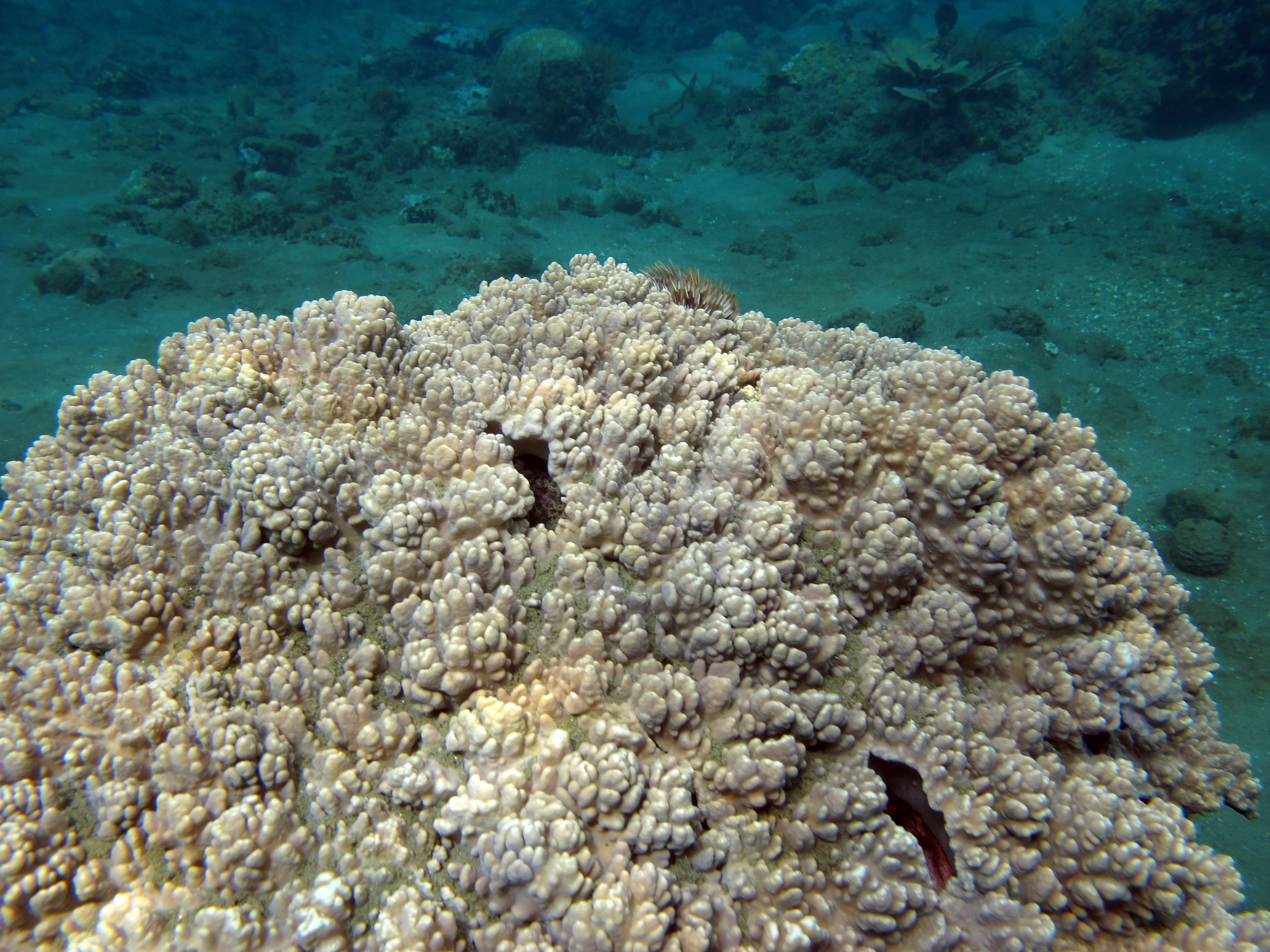 coral area near Air Manis.jpg