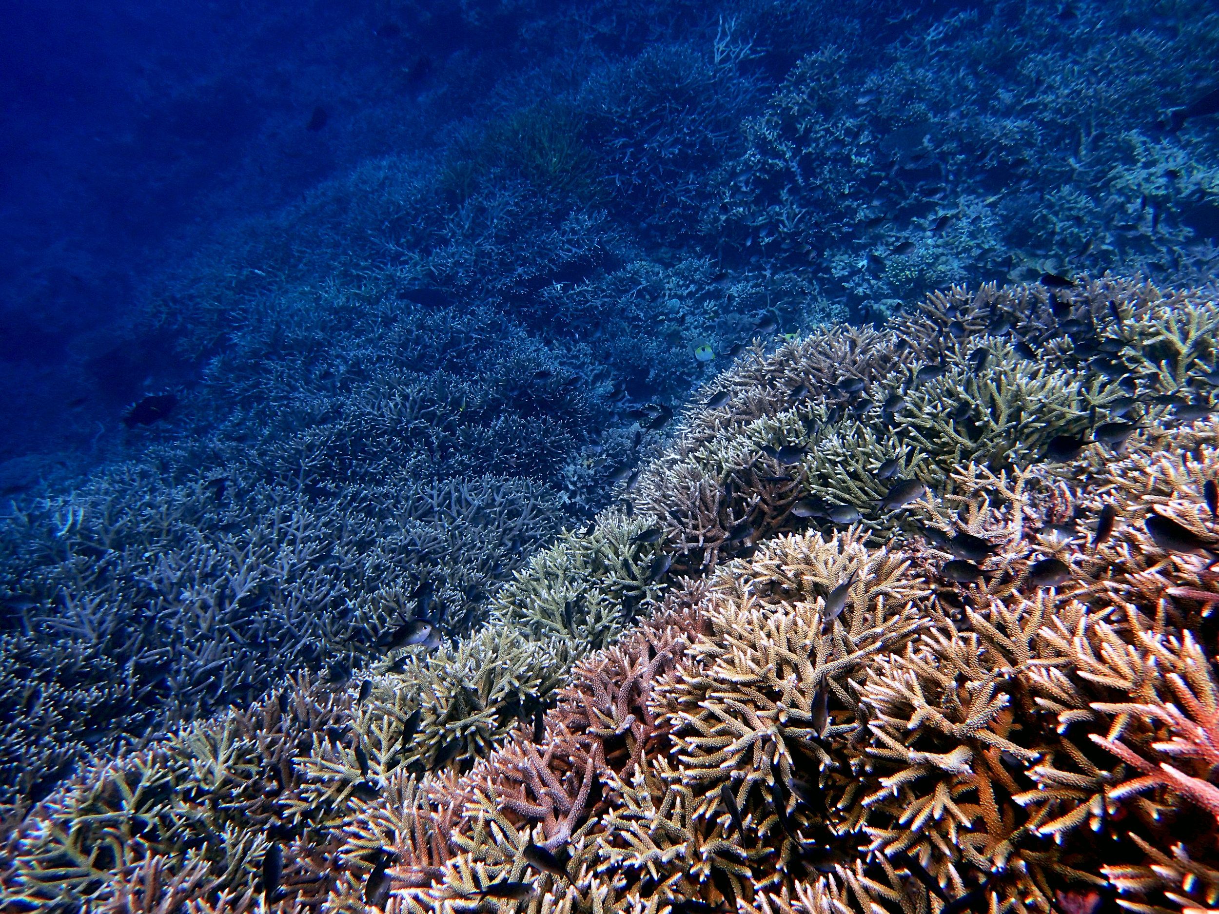 Banda Islands-100% Acropora spp. cover