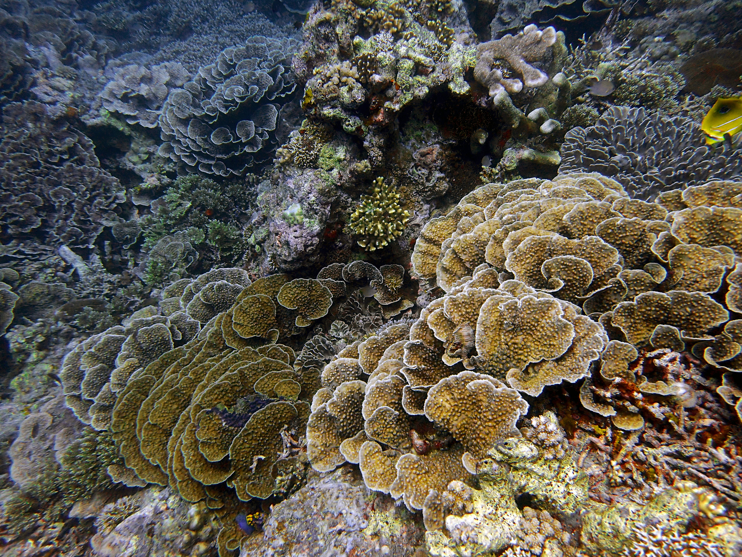 Lava Flow Maluku.jpg