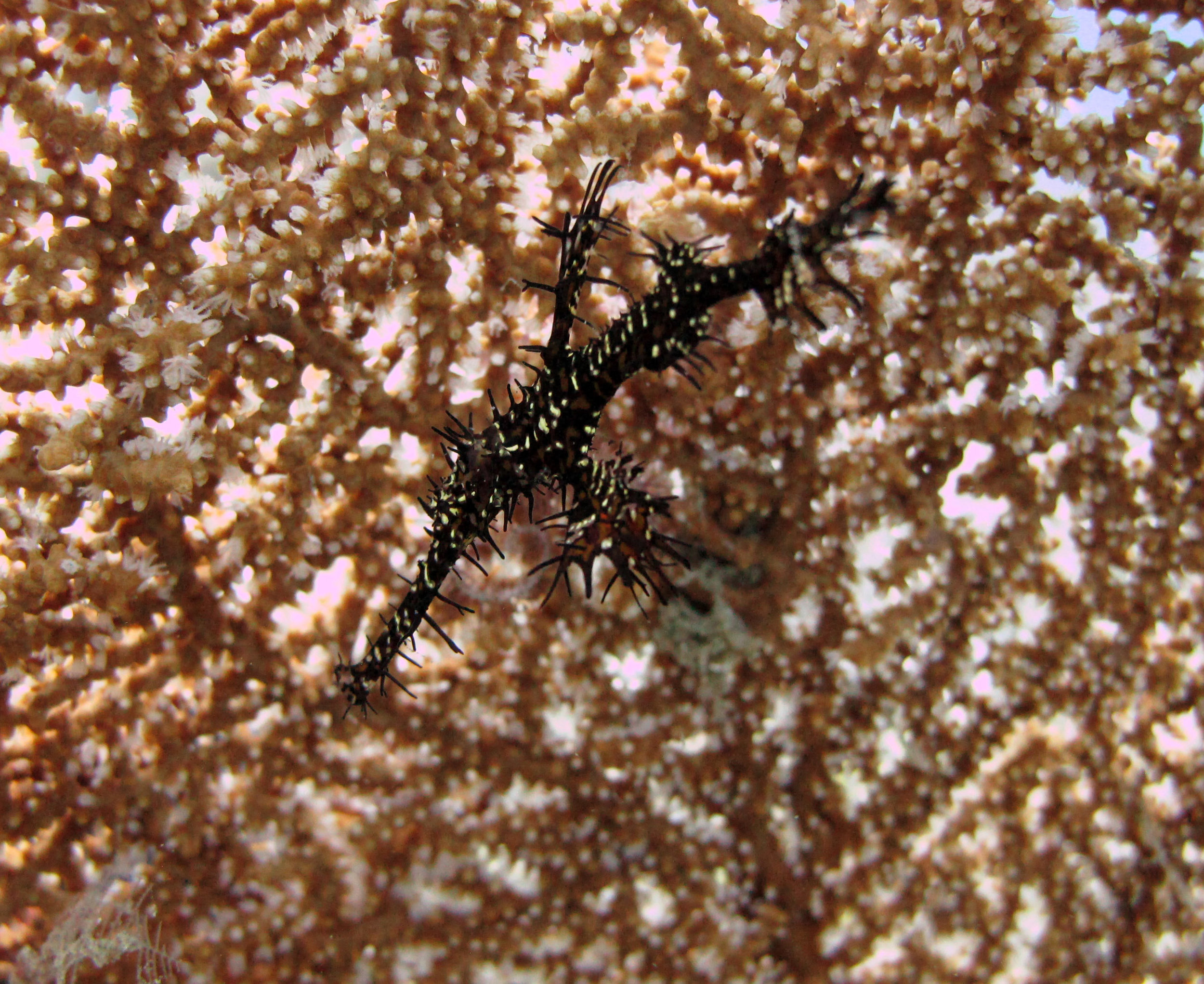 ghost pipefish 2.jpg