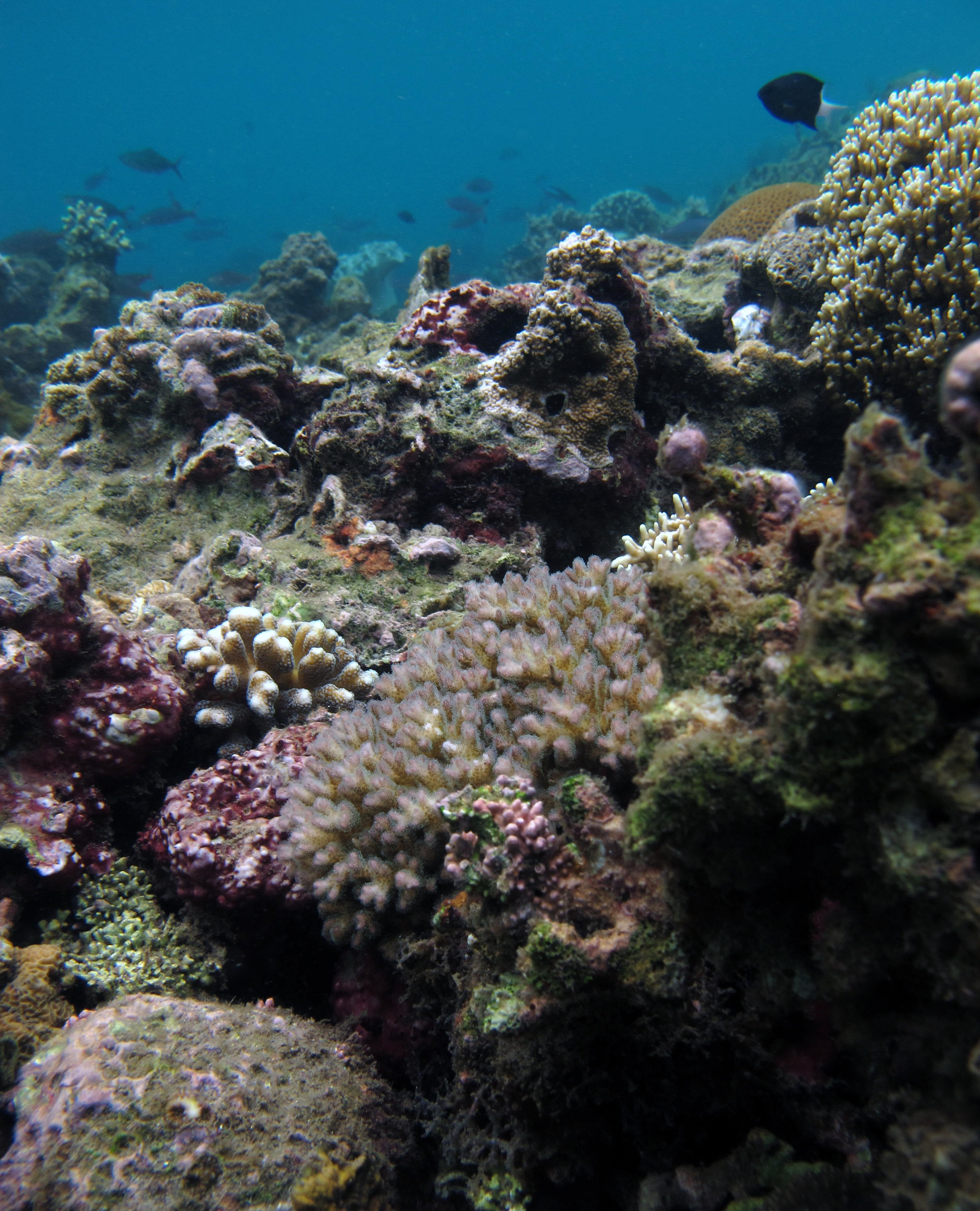 Pocillopora acuta.jpg