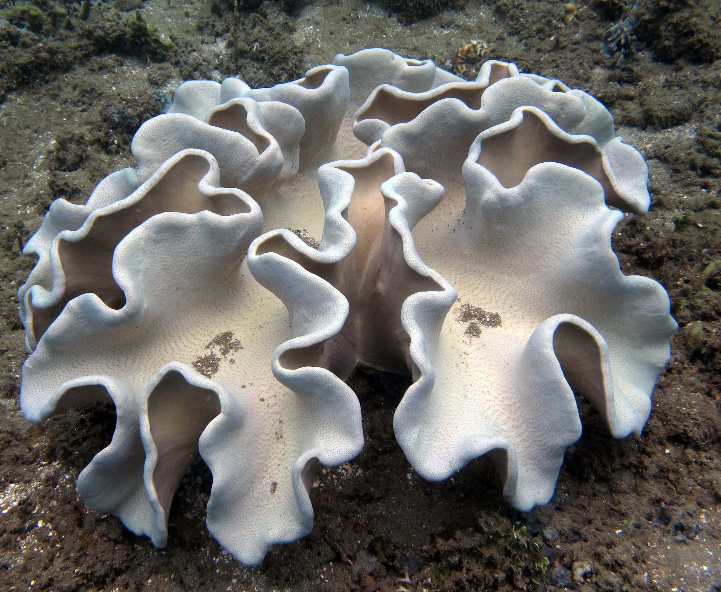 soft coral.jpg