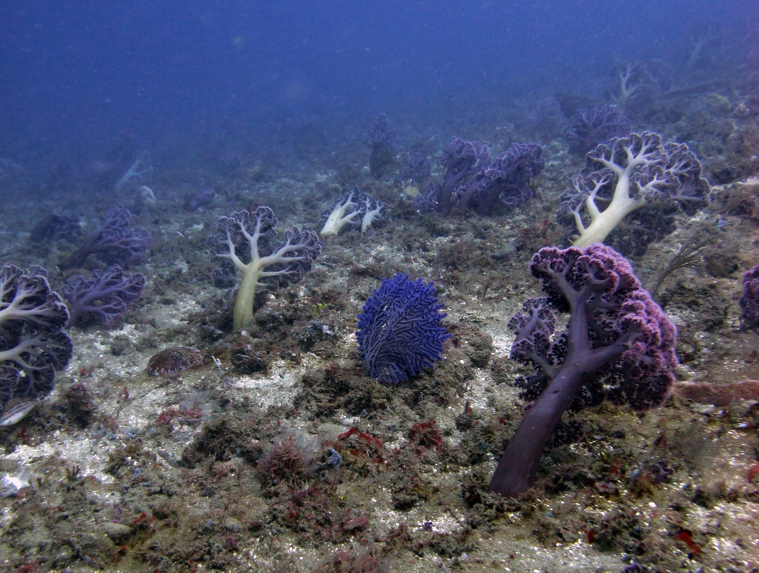 soft corals in the muck.jpg