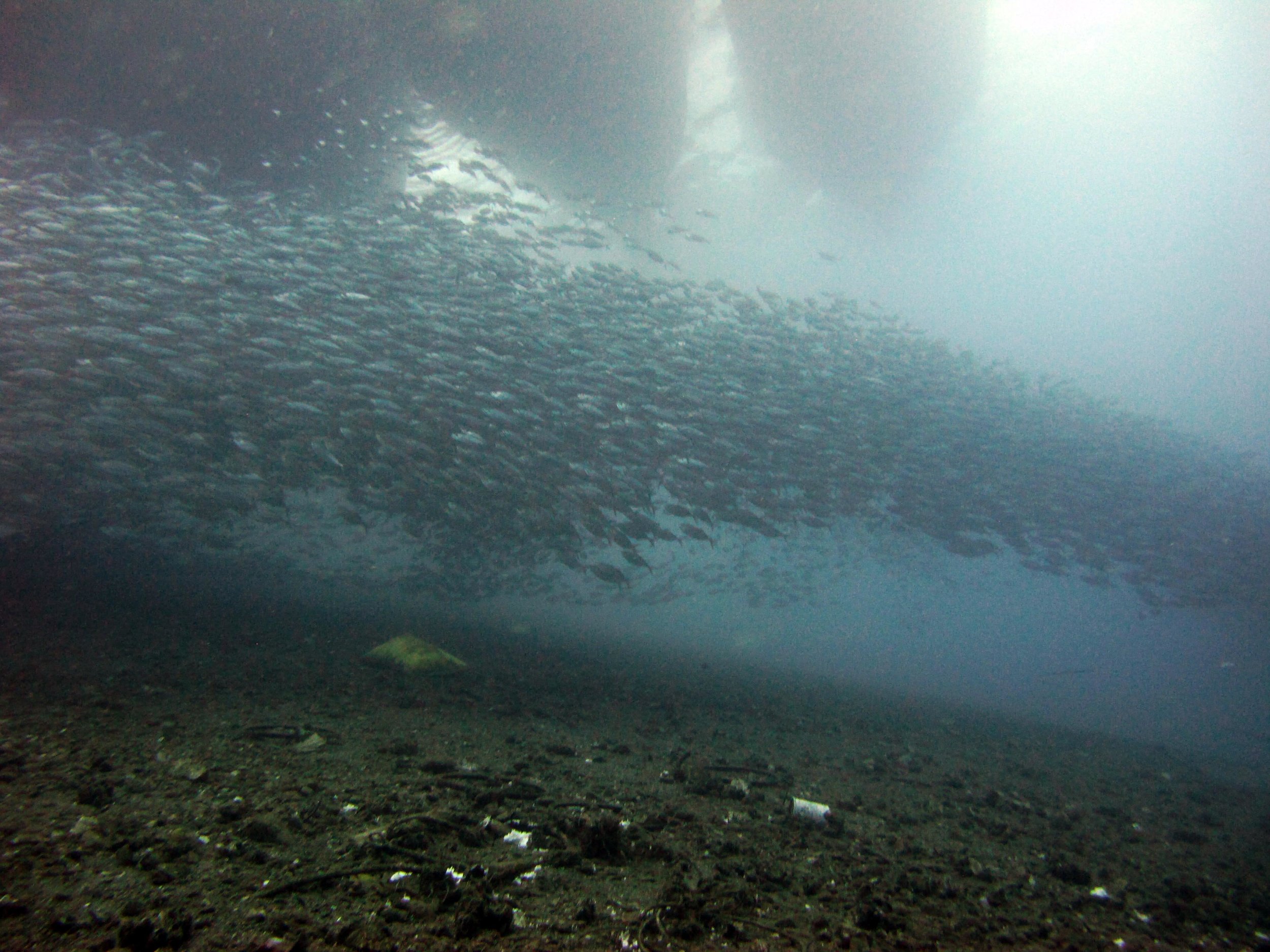 bait ball under boats.jpg