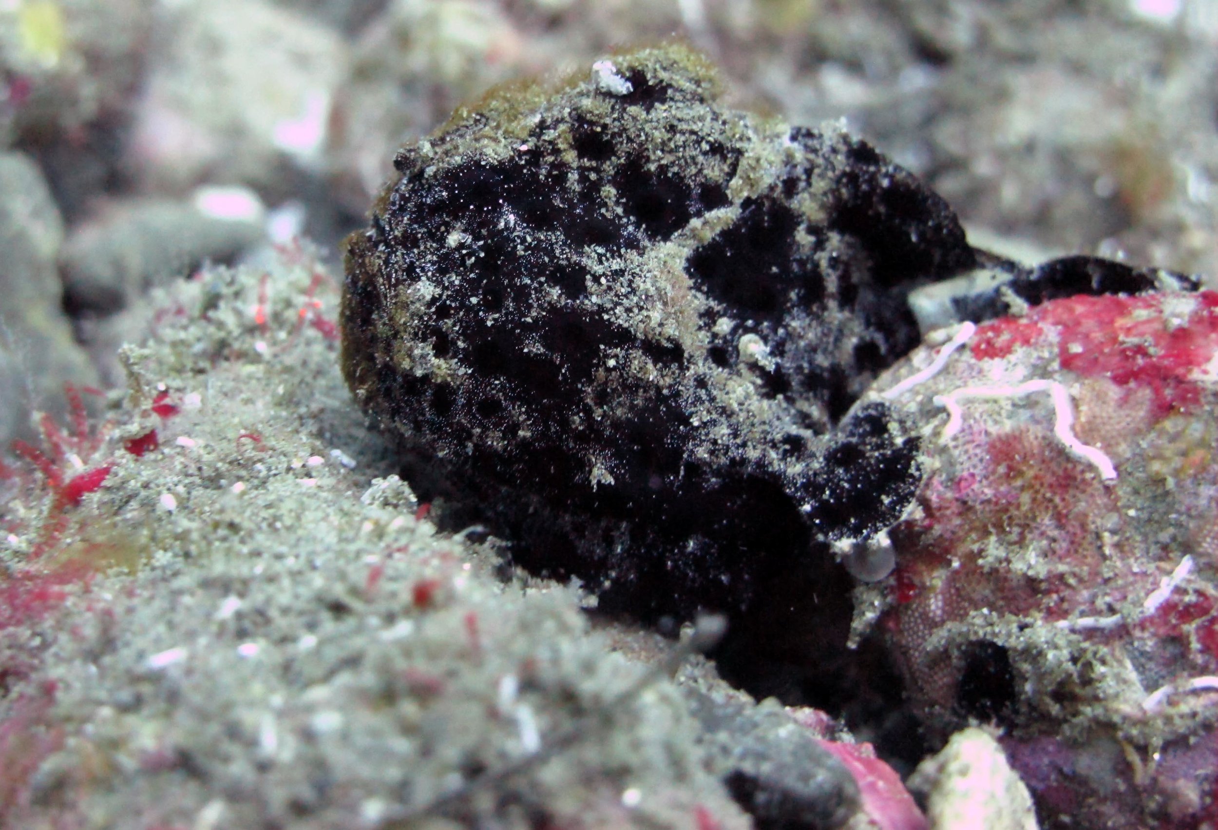 camoflaged frogfish.jpg