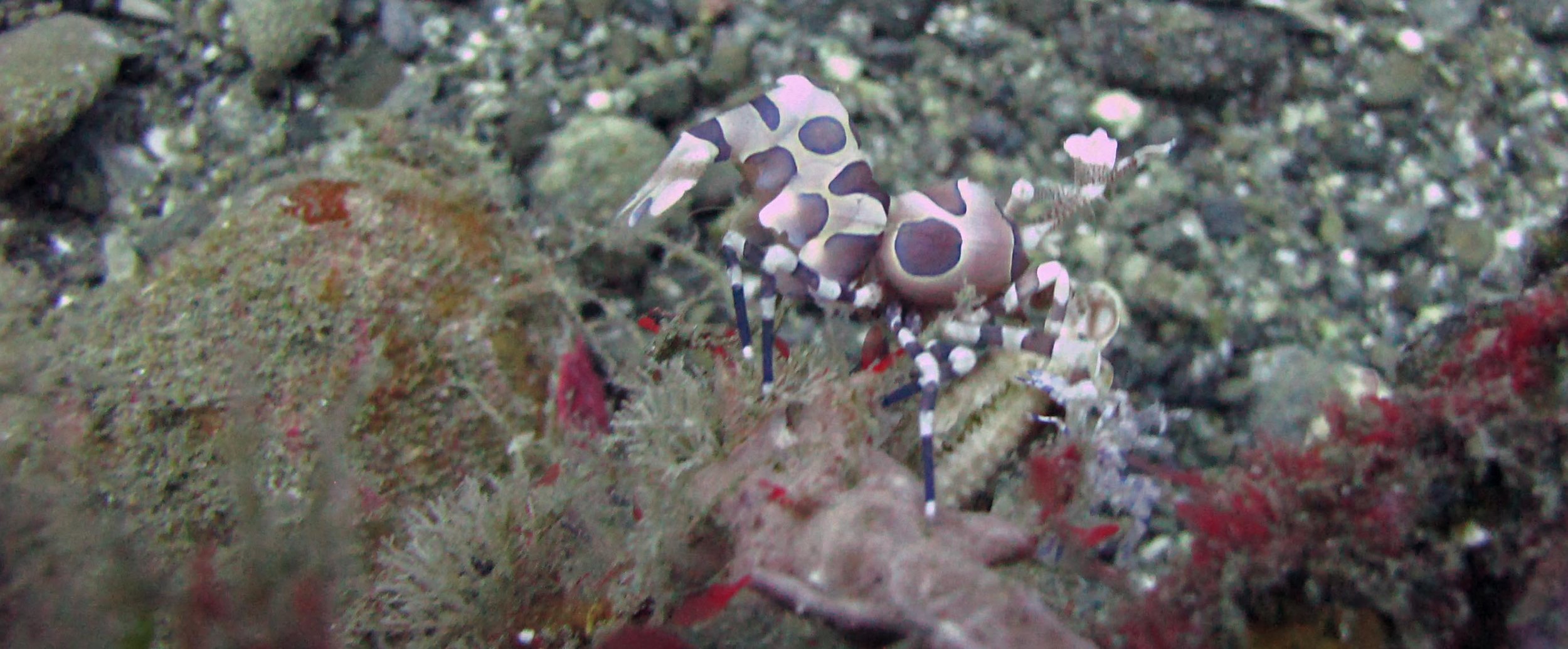 Harlequin shrimp.jpg