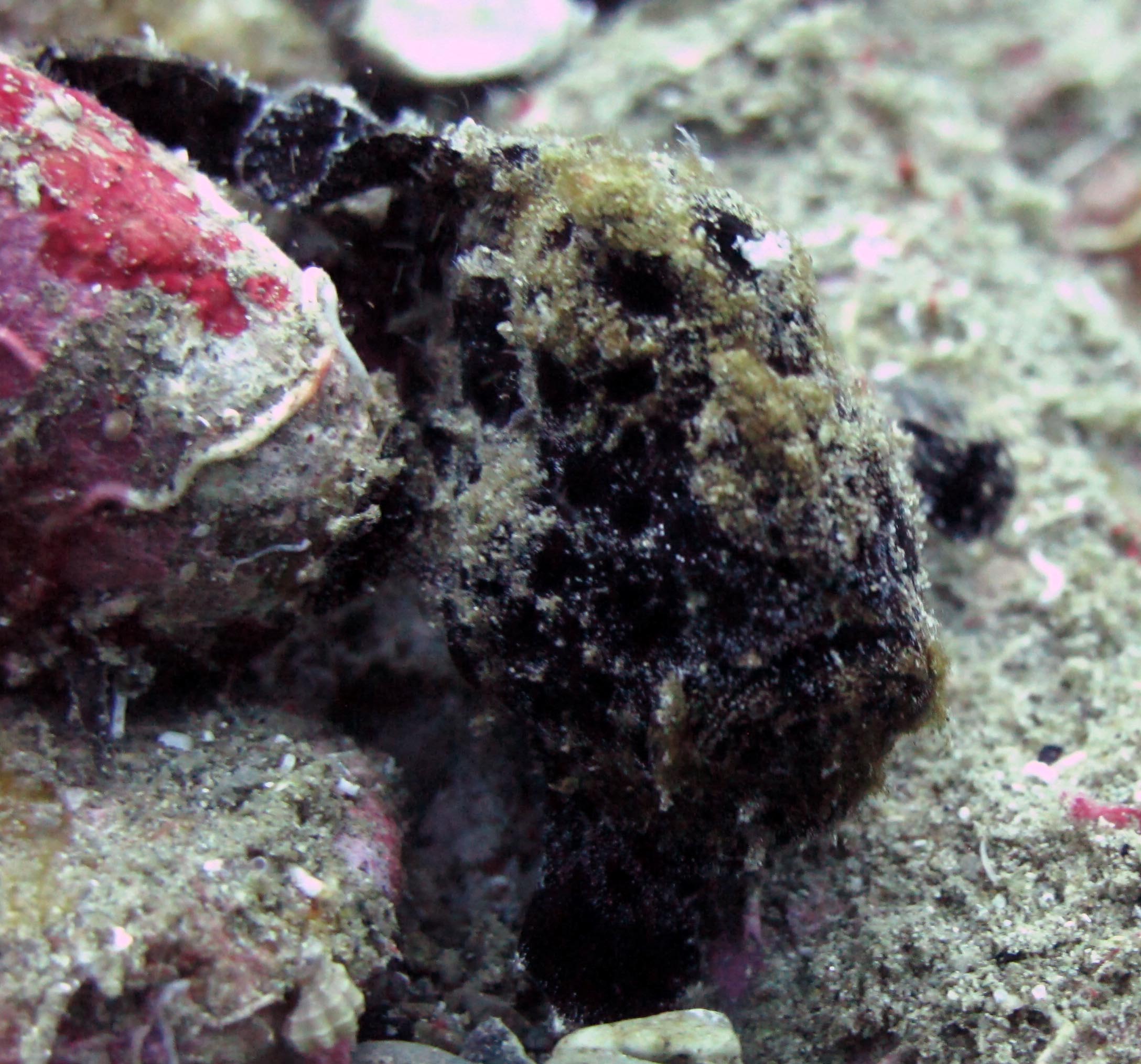 sad frogfish.jpg