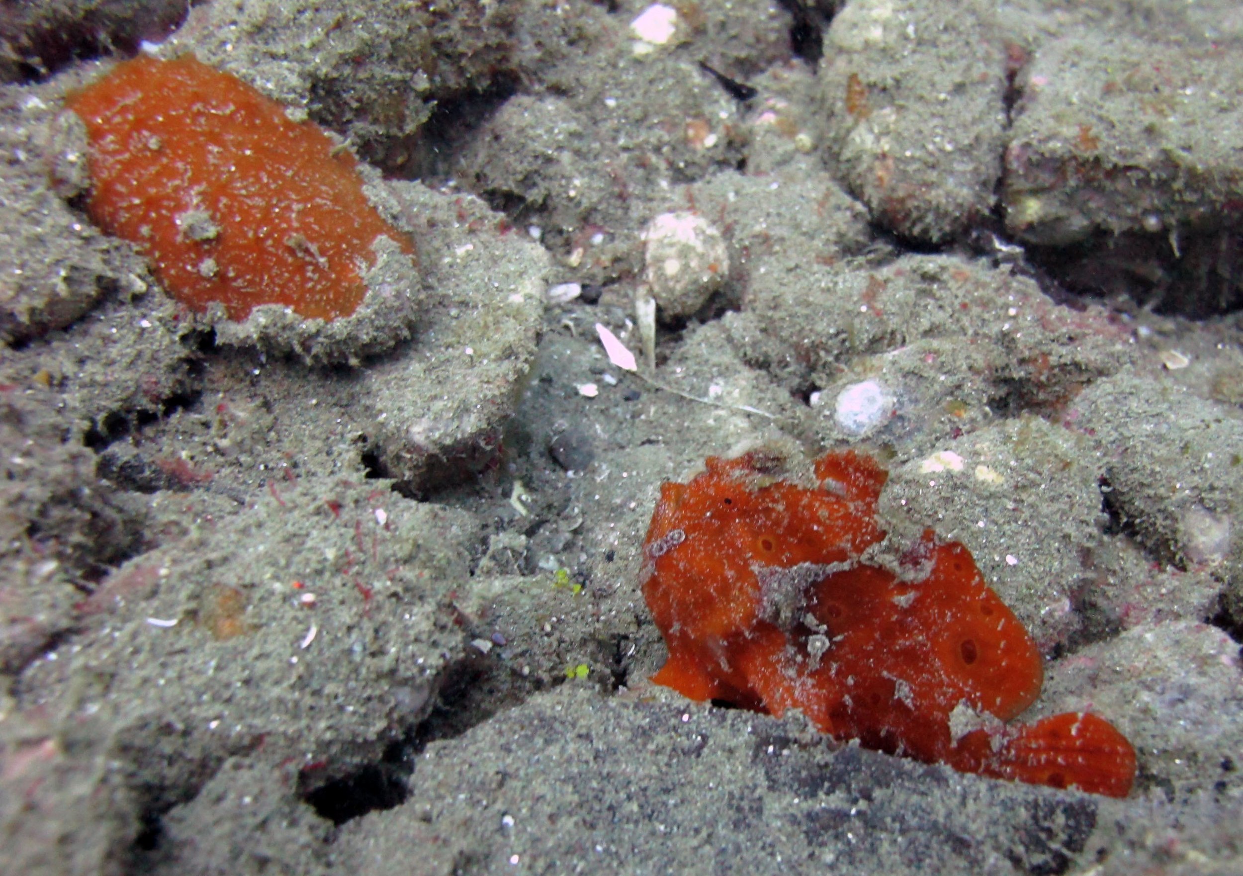 red frogfish.jpg