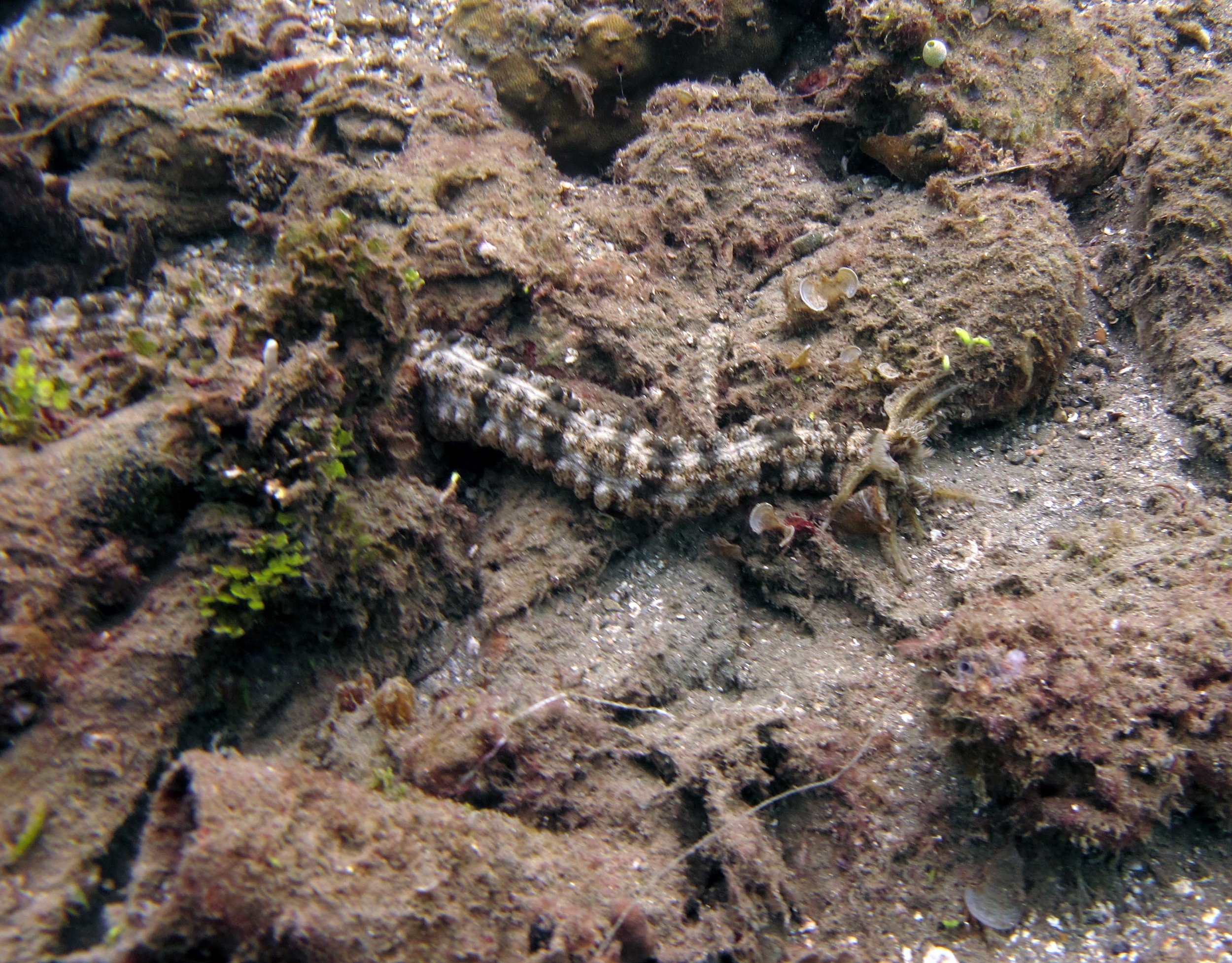 sea cucumber.jpg