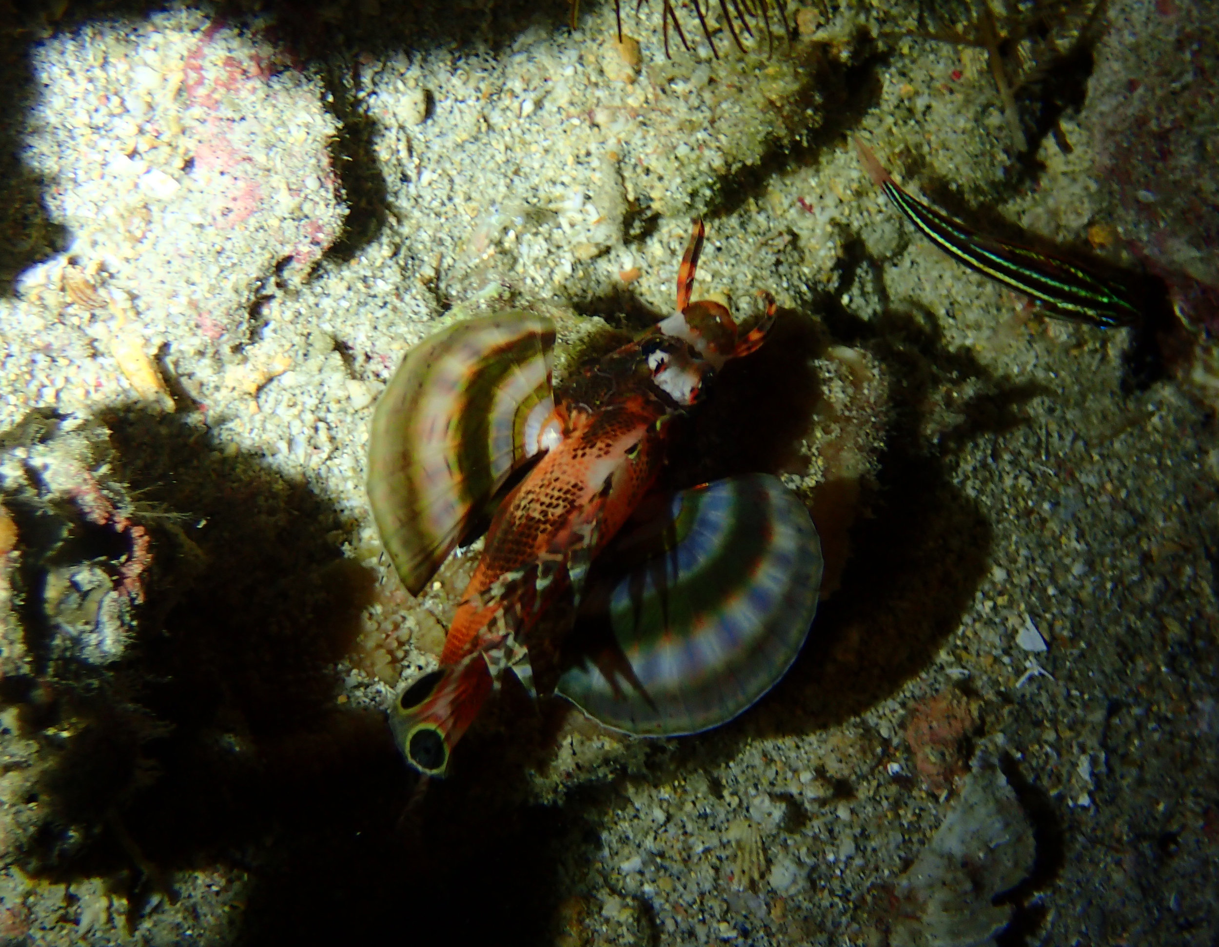 rare lionfish species.jpg