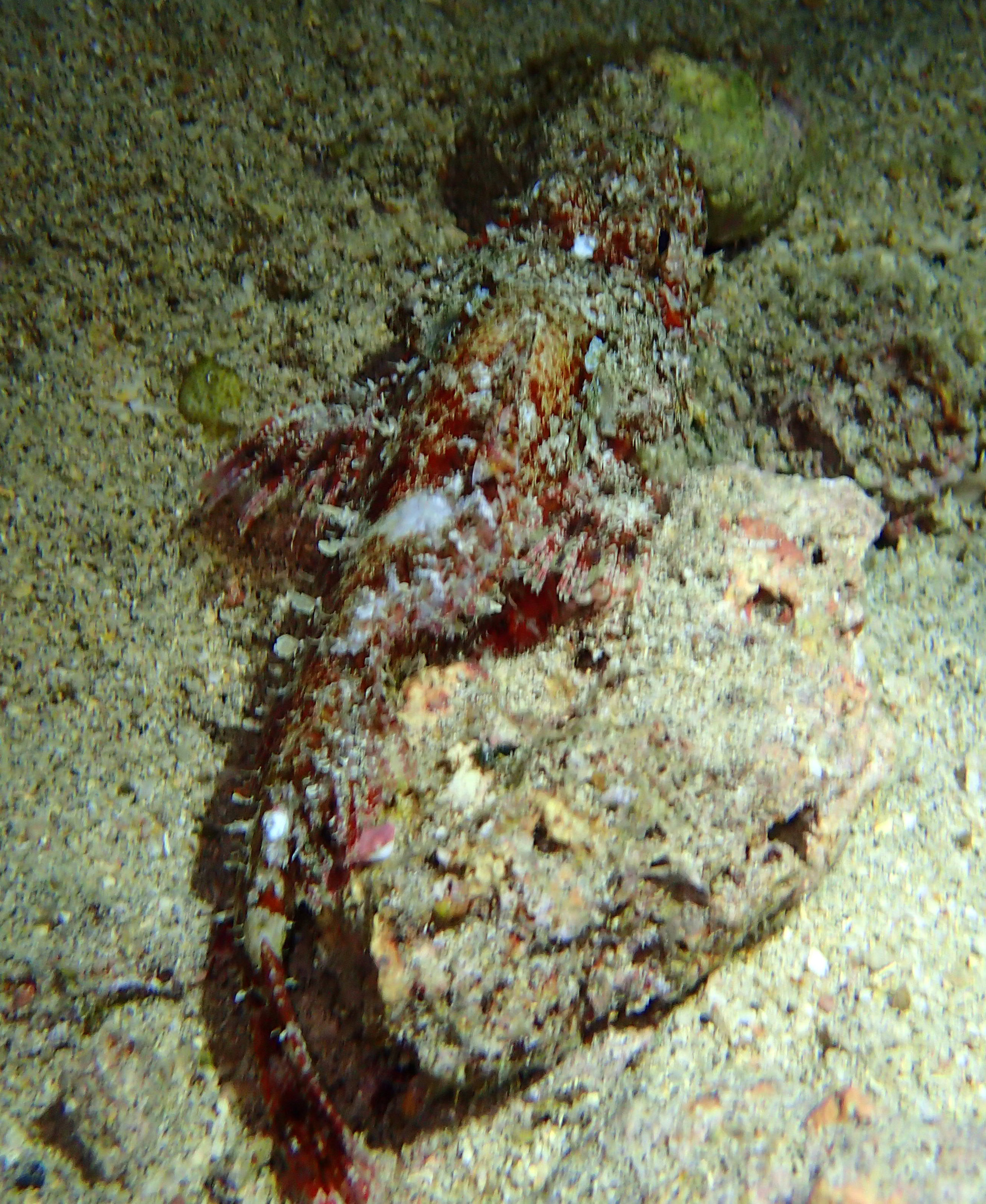 scorpionfish.jpg