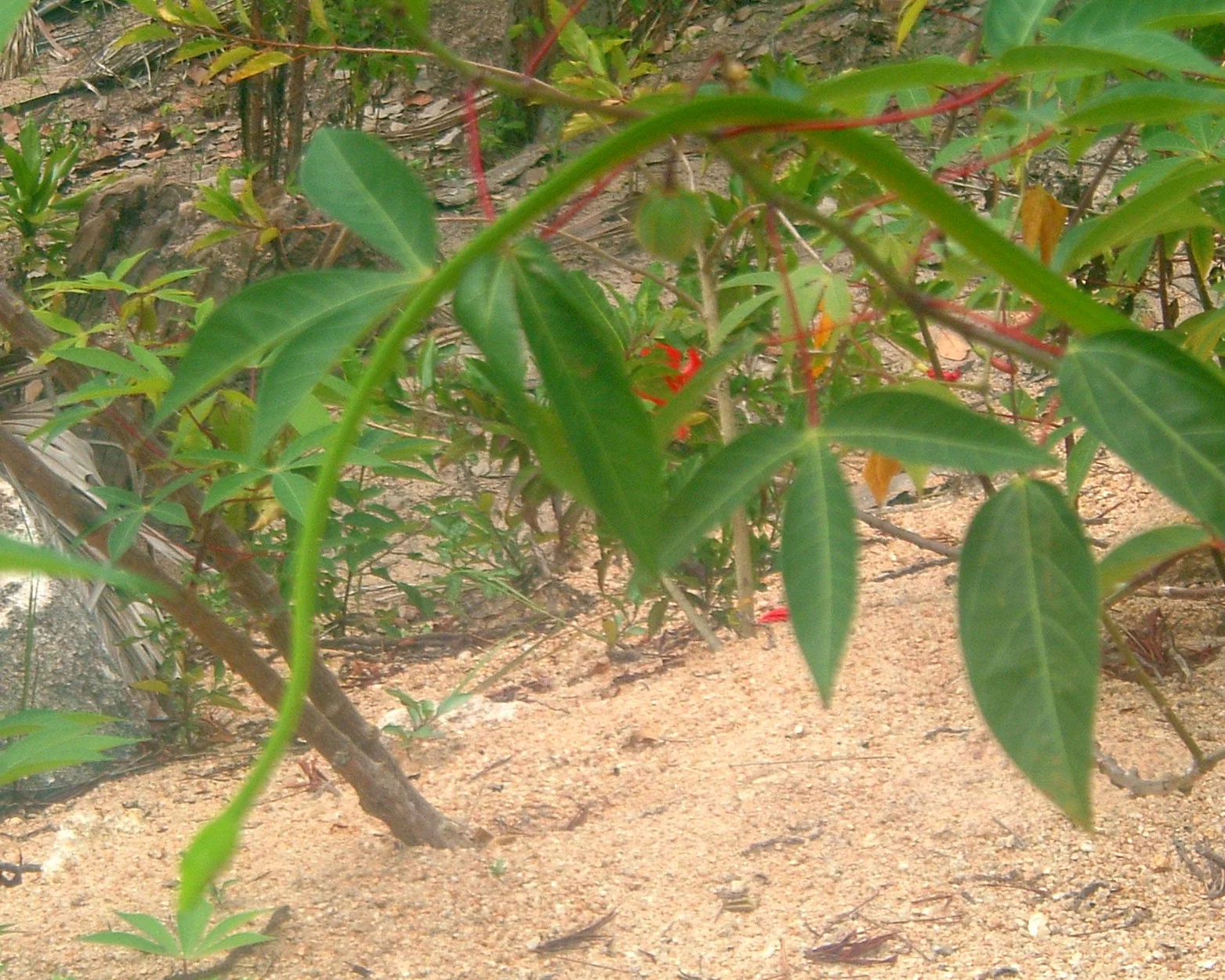 green tree snake.JPG