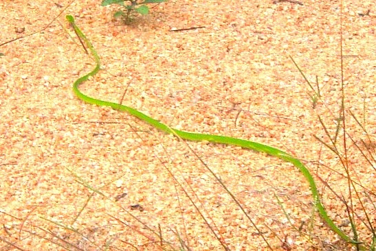 tree snake.JPG