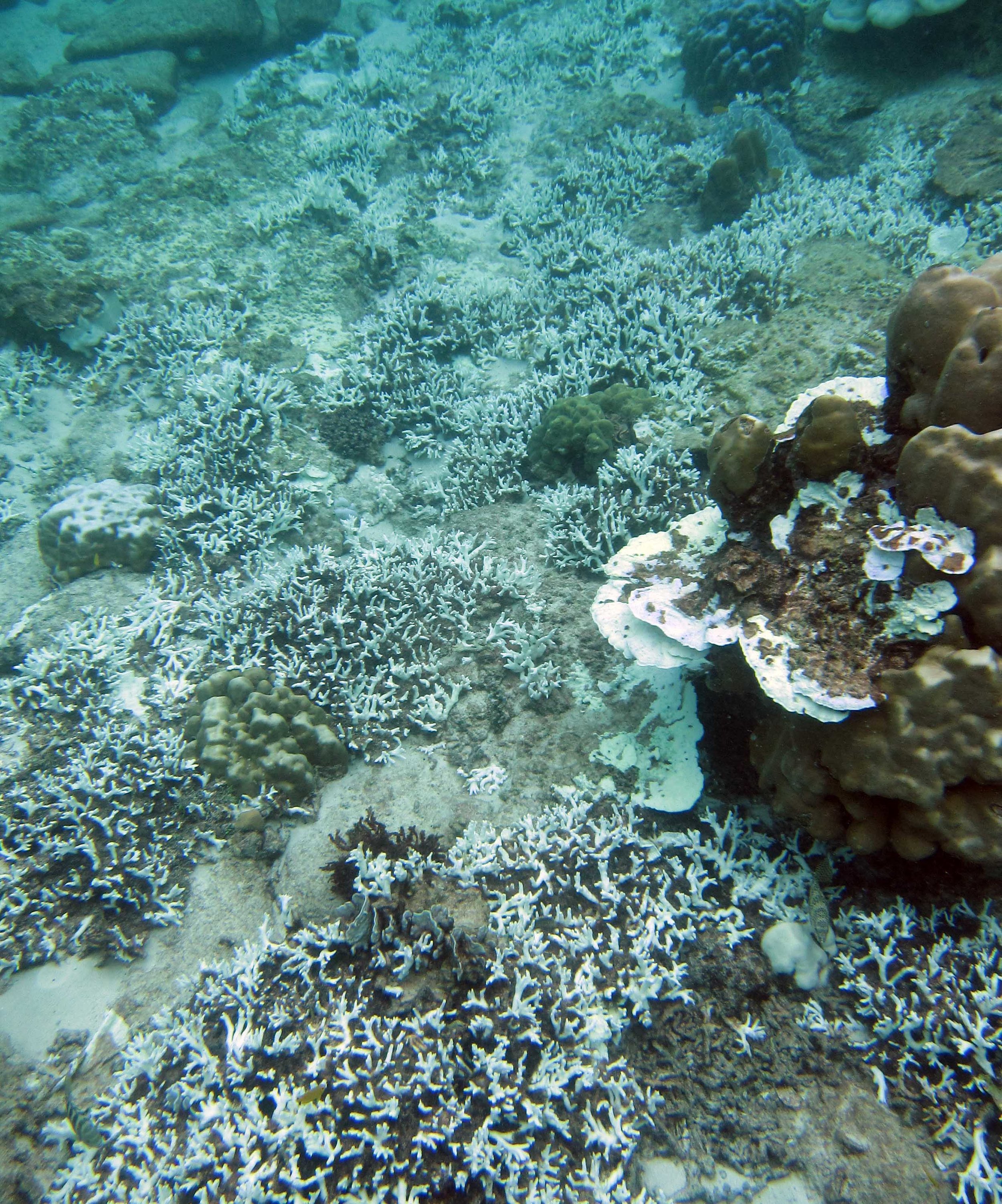 bleached reef 3.jpg