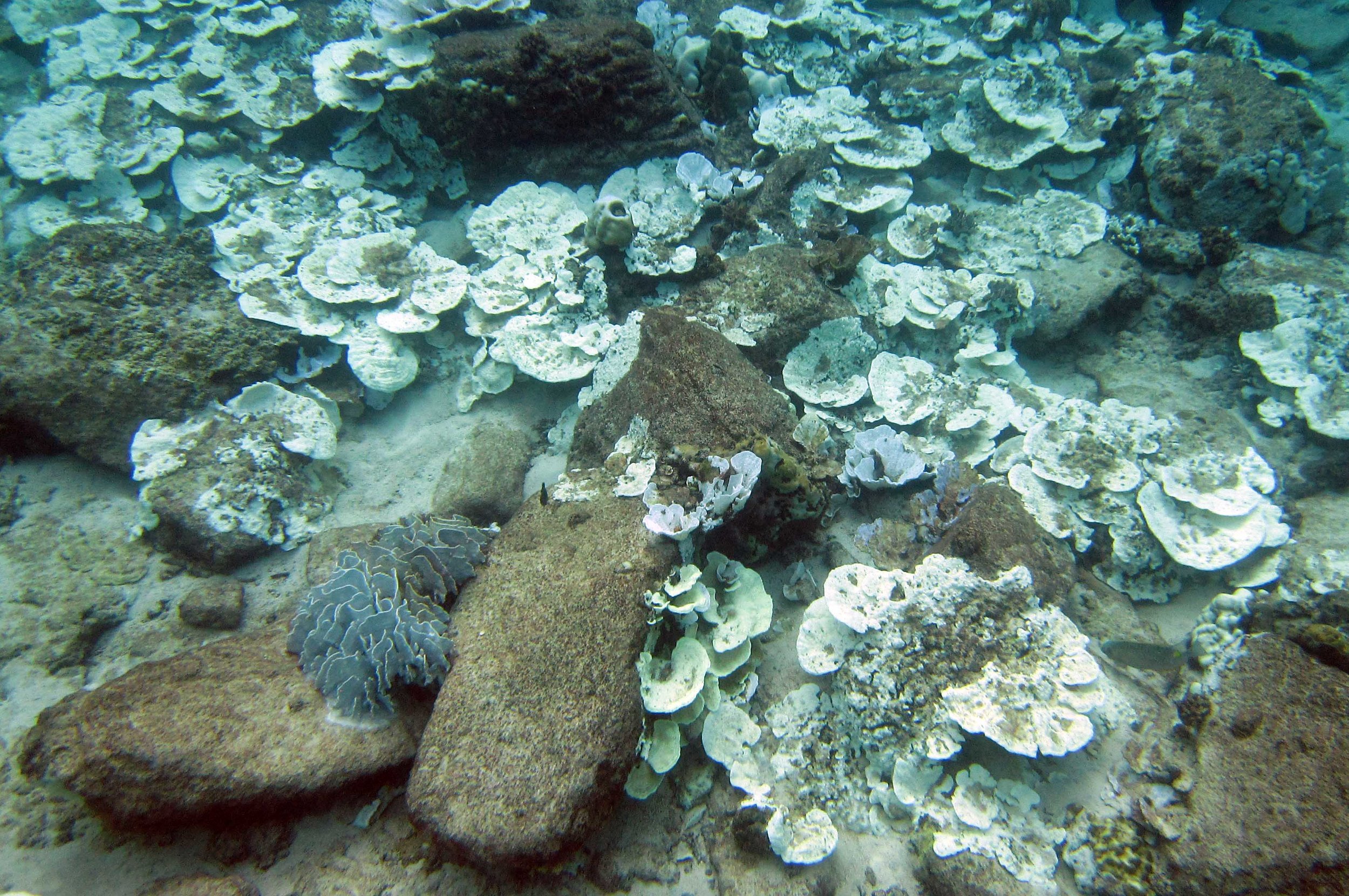 bleached reef 2.jpg
