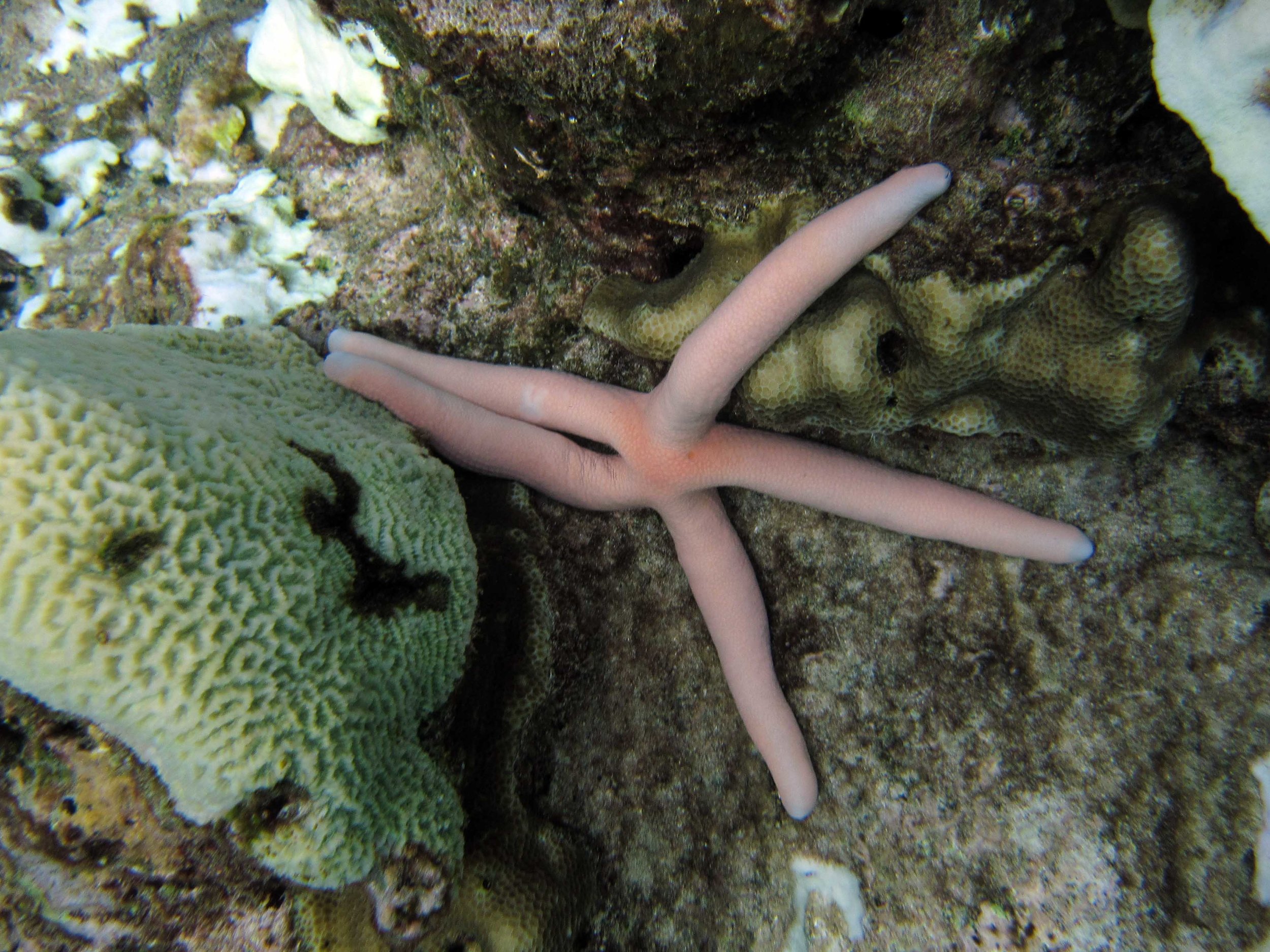 seastar.jpg