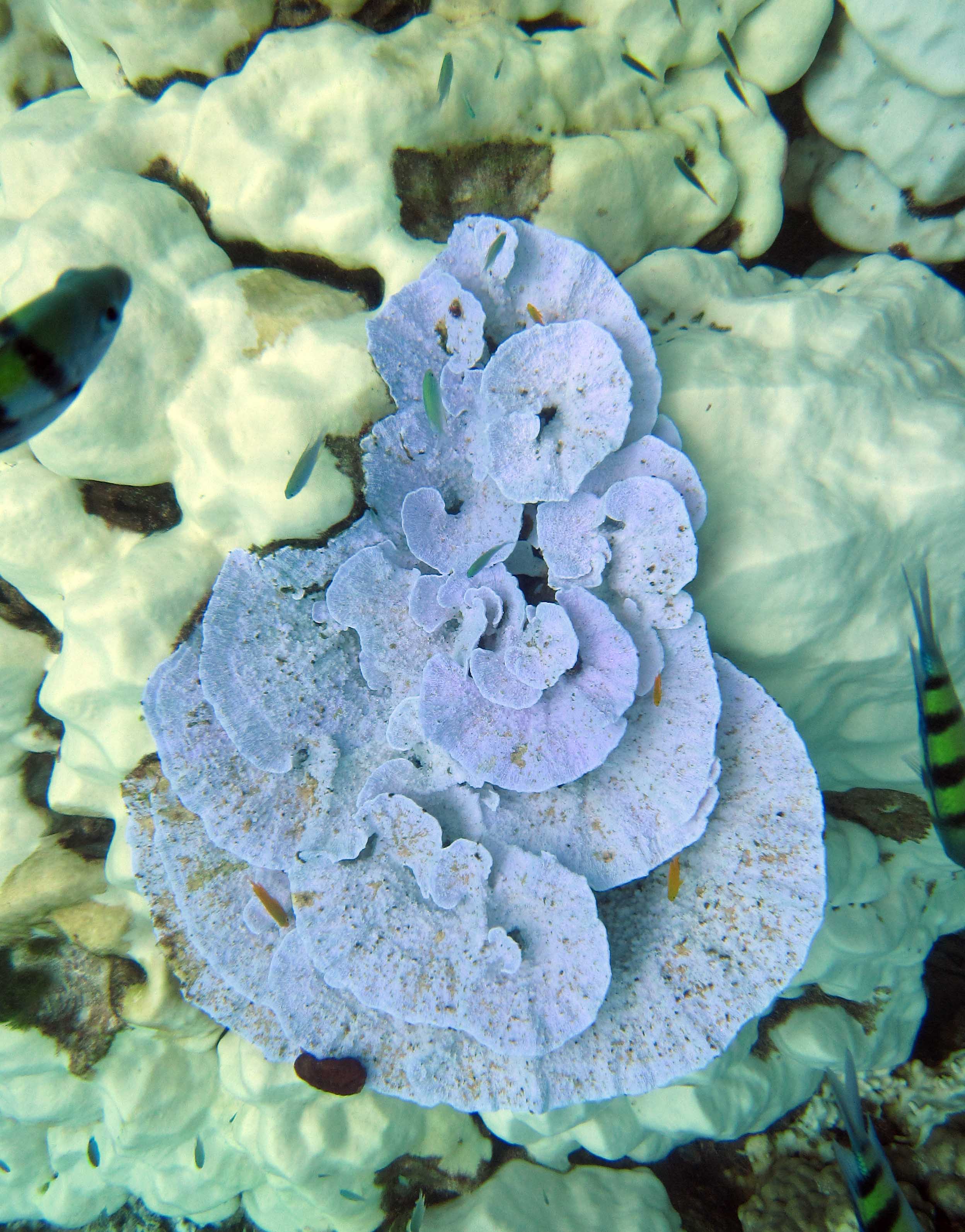 Racha Noi corals.jpg