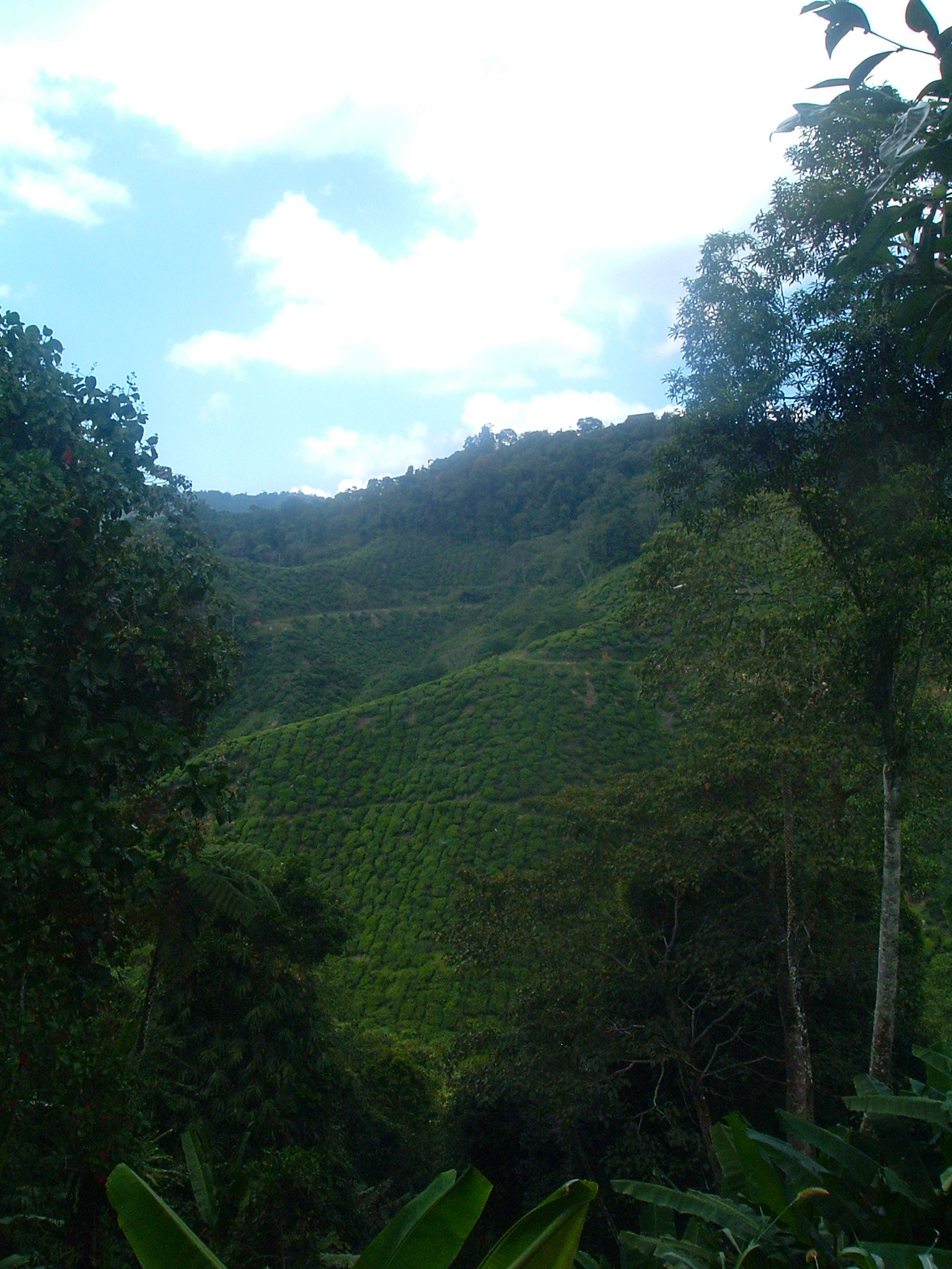 tea plantation in malaysia.JPG