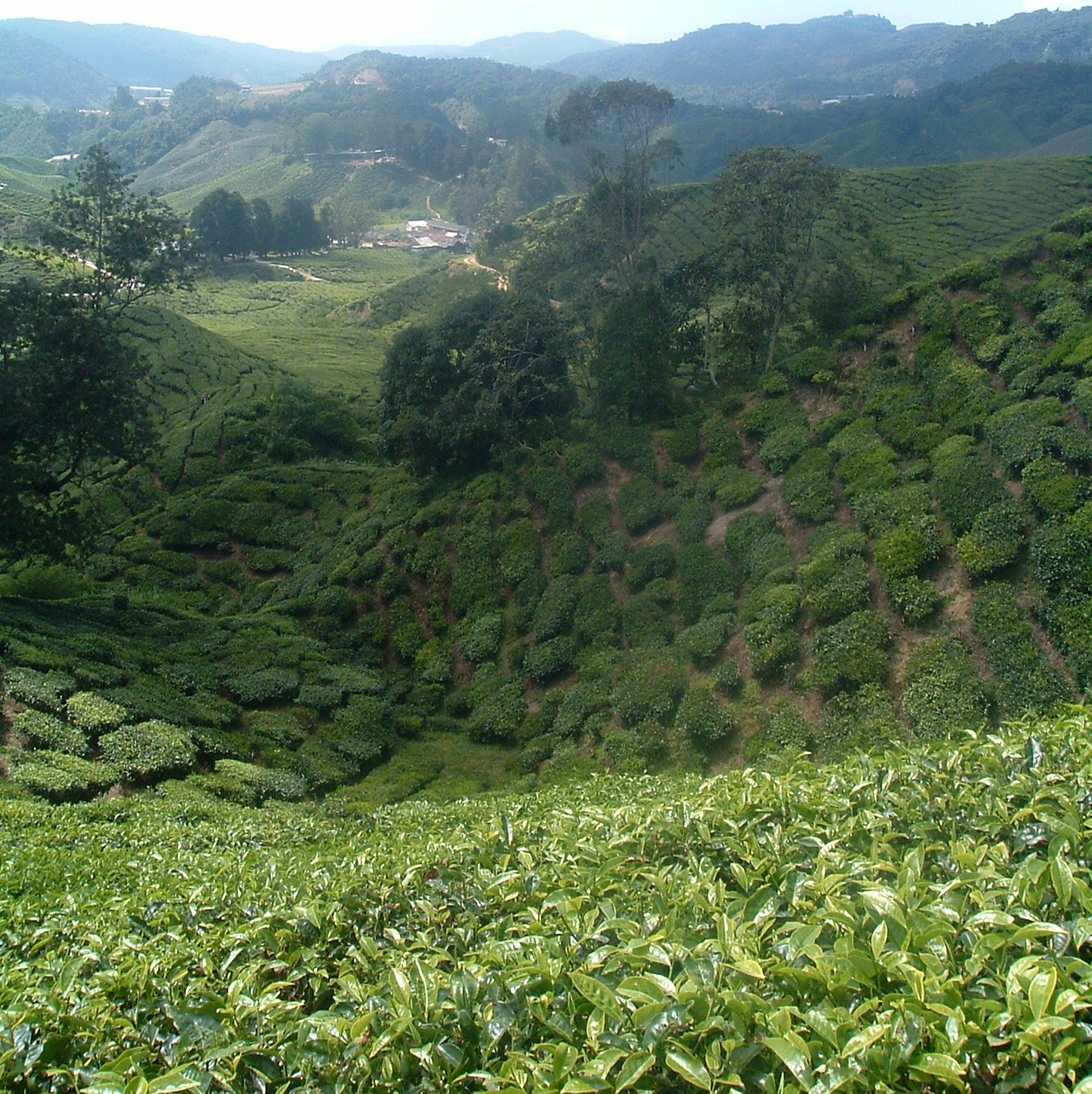 malaysian tea plantation.JPG