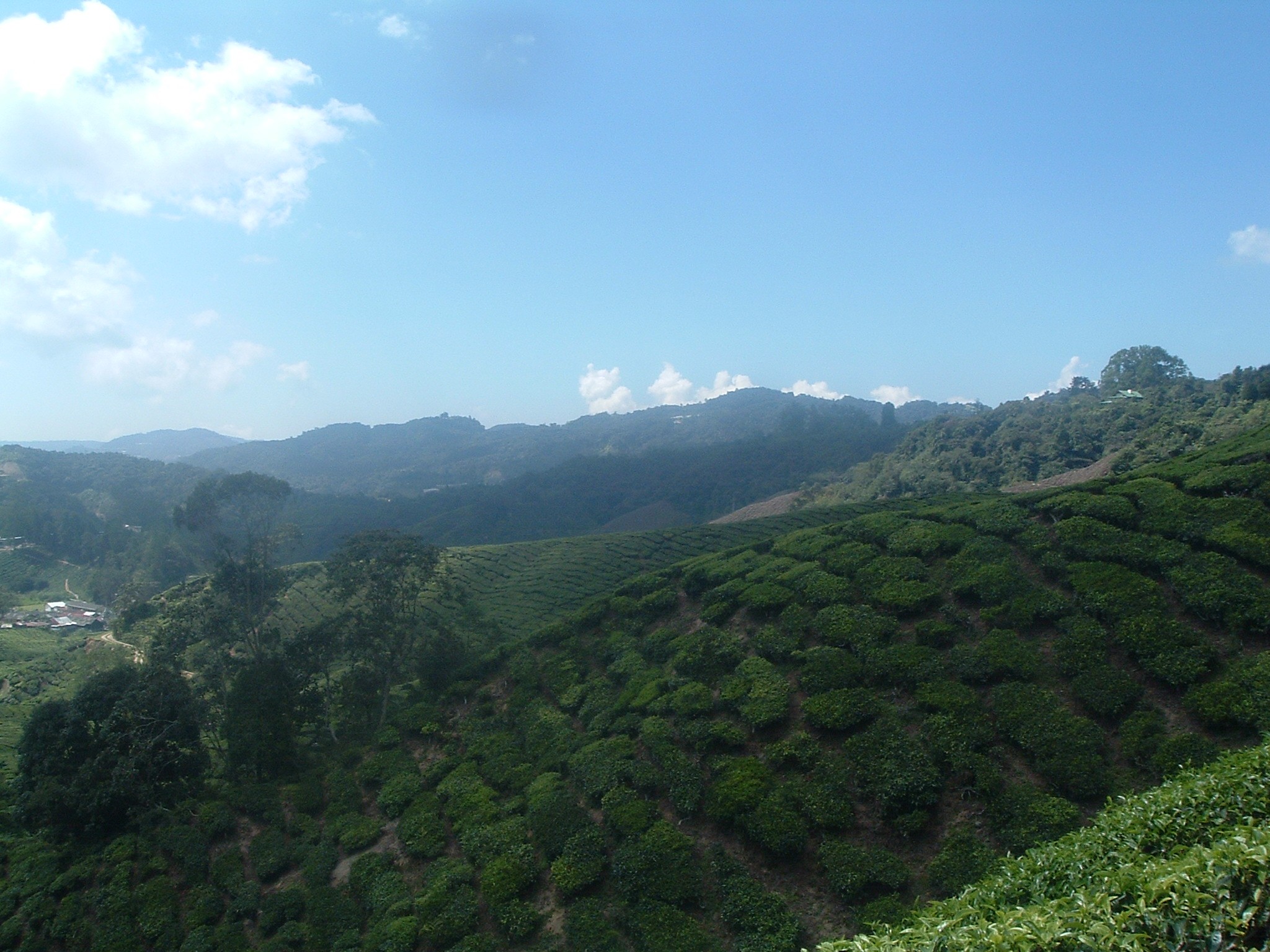cool tea plantation malaysian.JPG