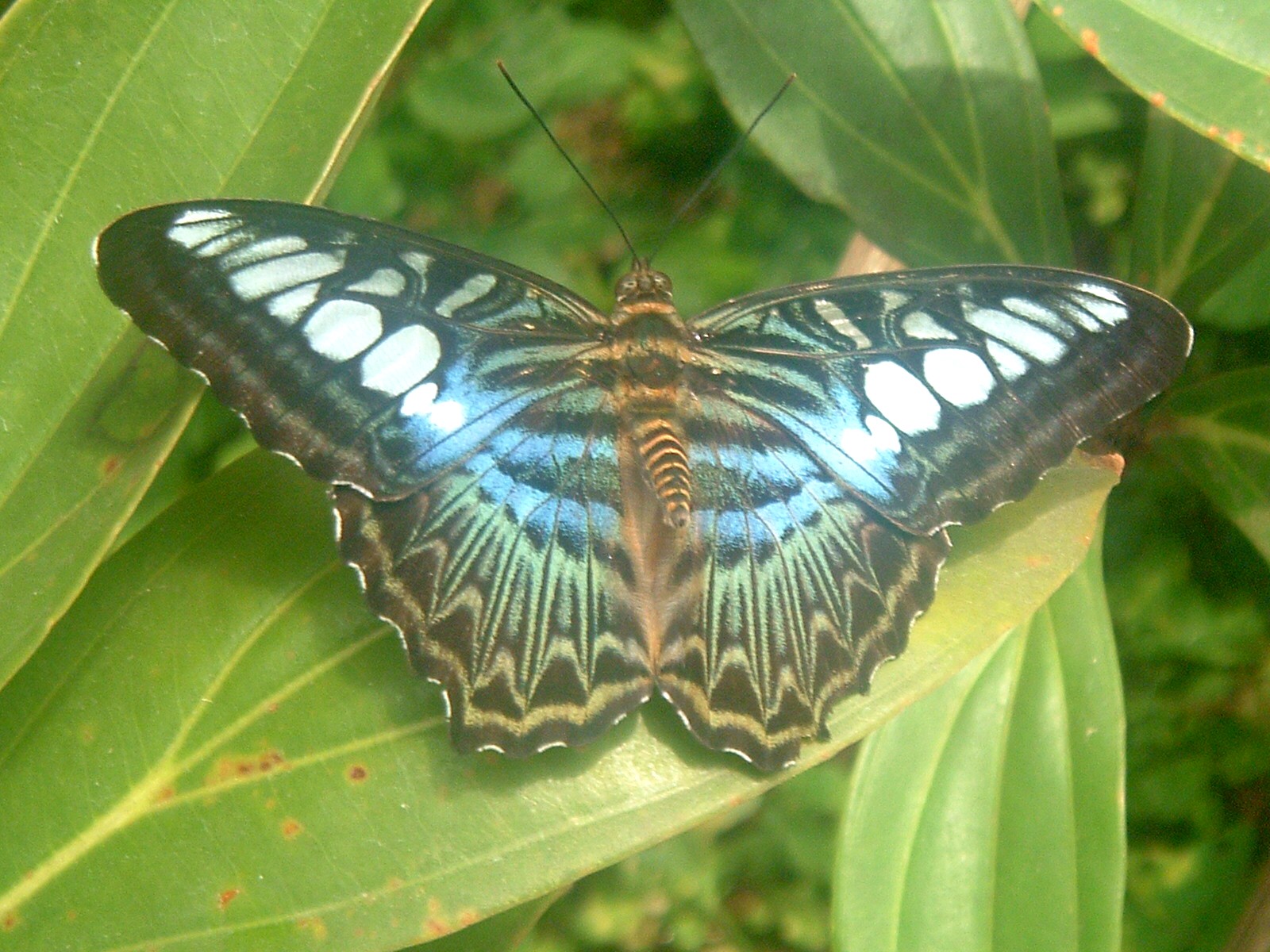 malay butterfly.JPG