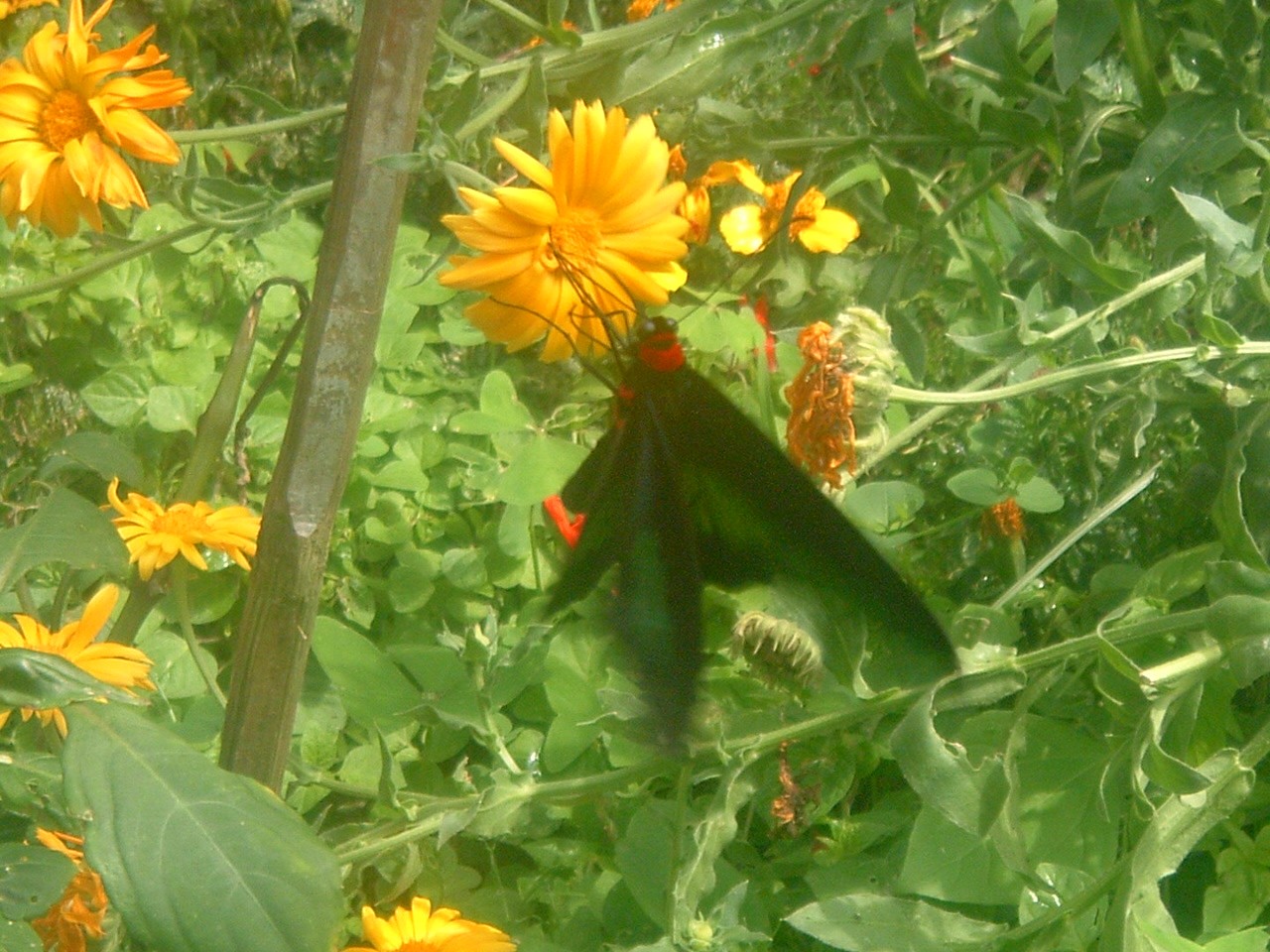 butterfly garden.JPG