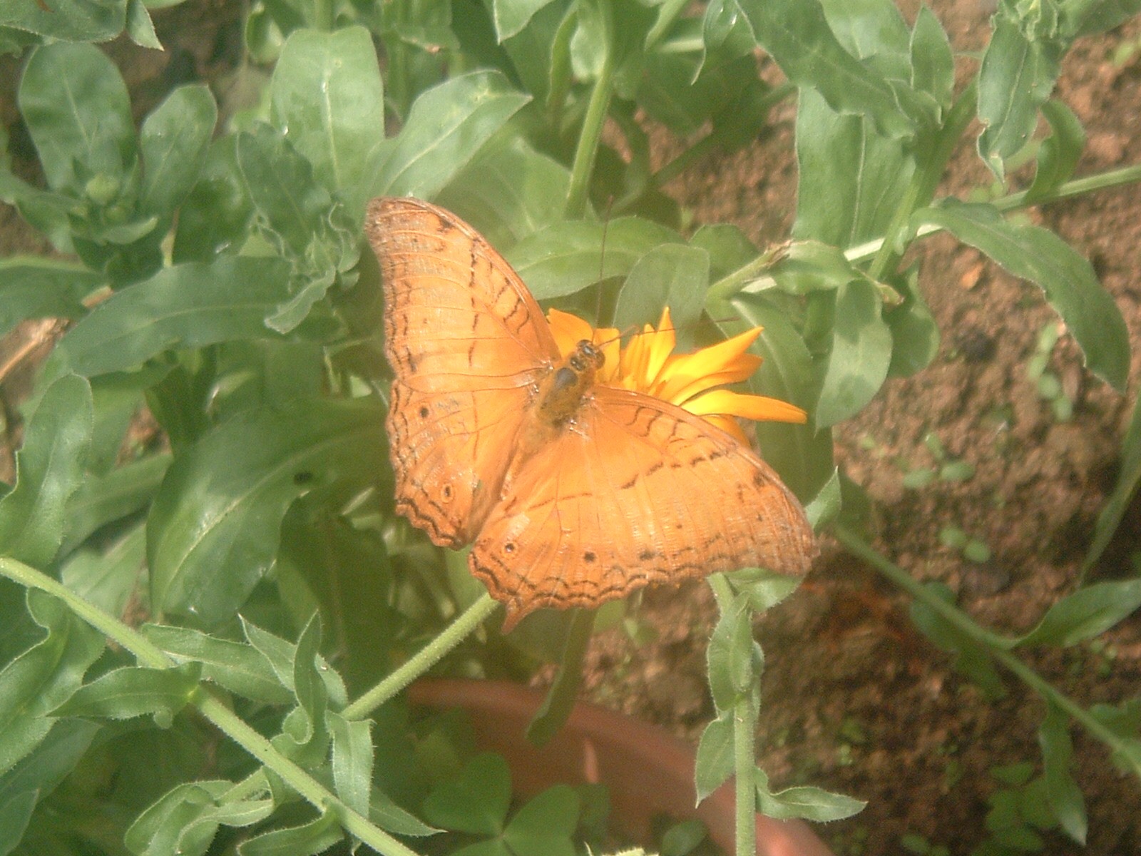 malaysian butterfly.JPG
