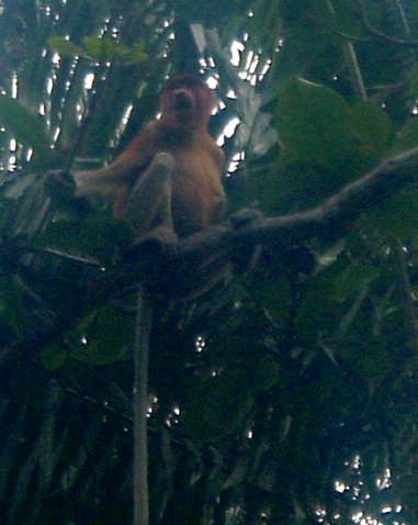 proboscis monkey.JPG
