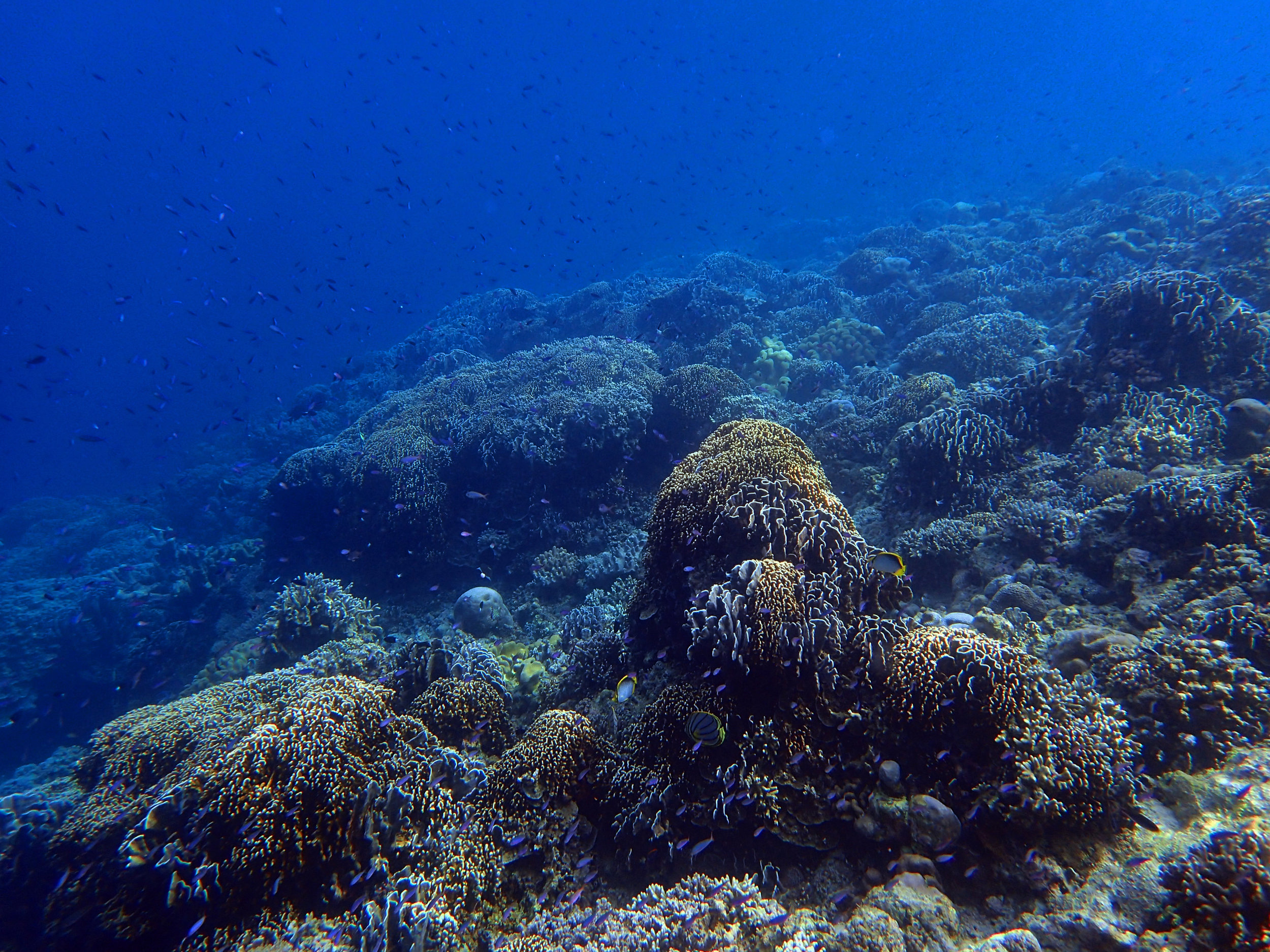 great snorkeling spot.jpg