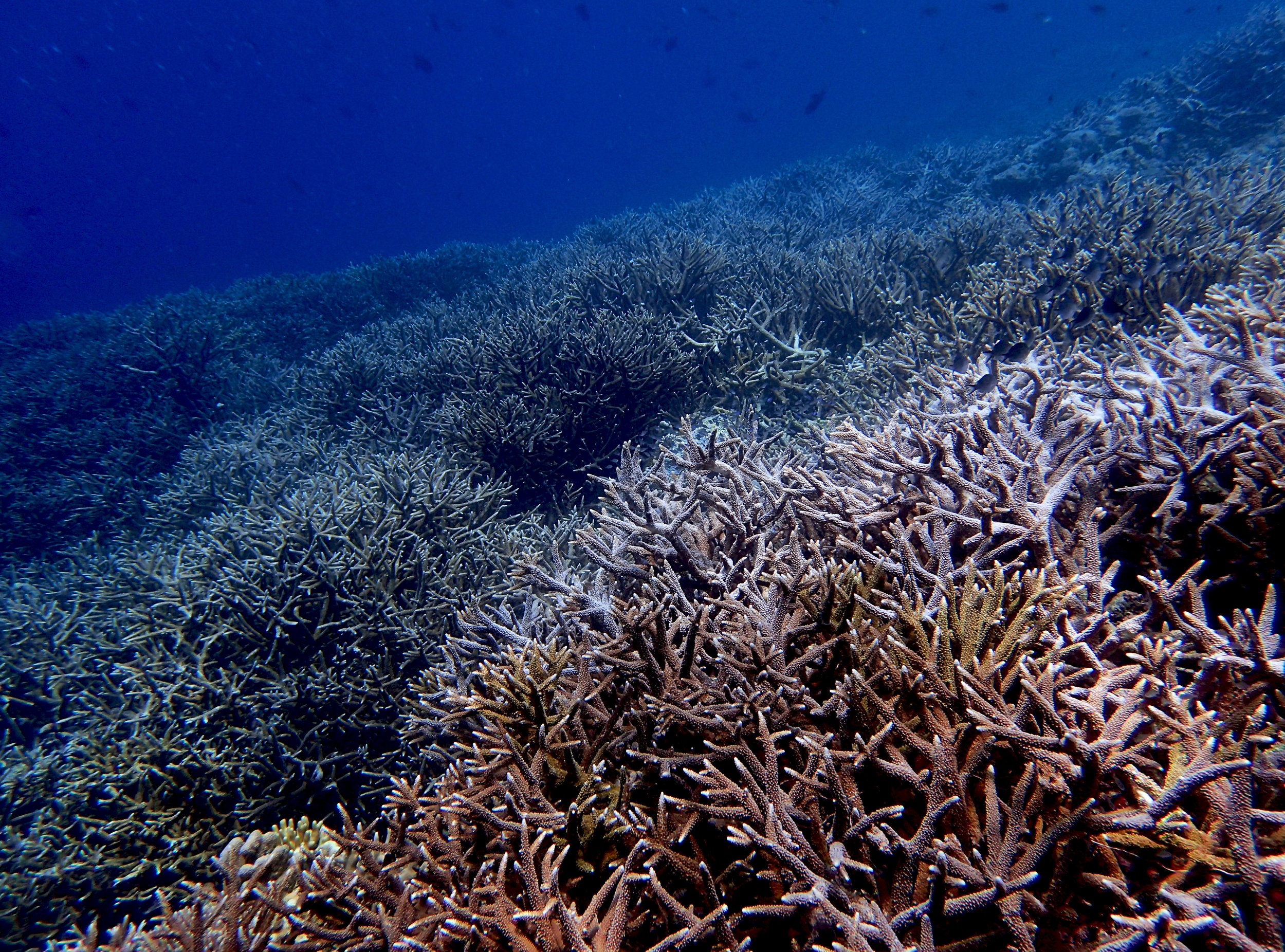 sea of Acropora.jpg