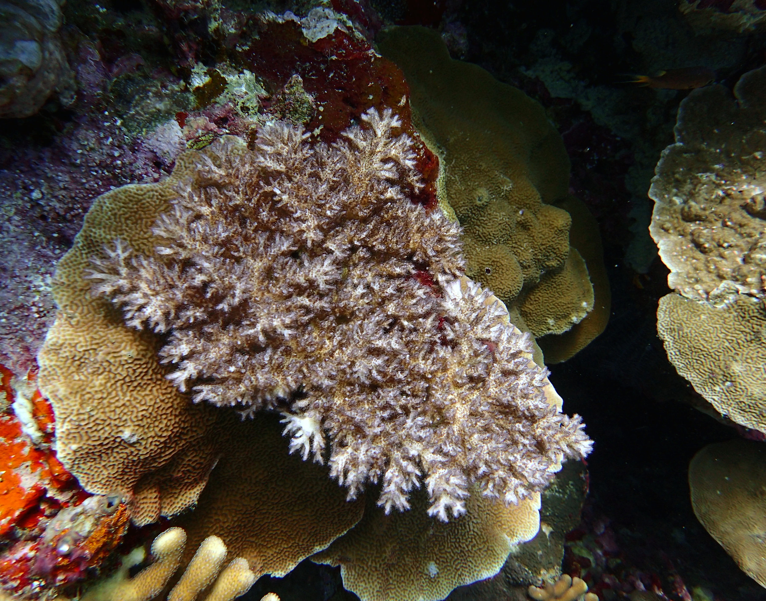 Pocillopora acuta.jpg