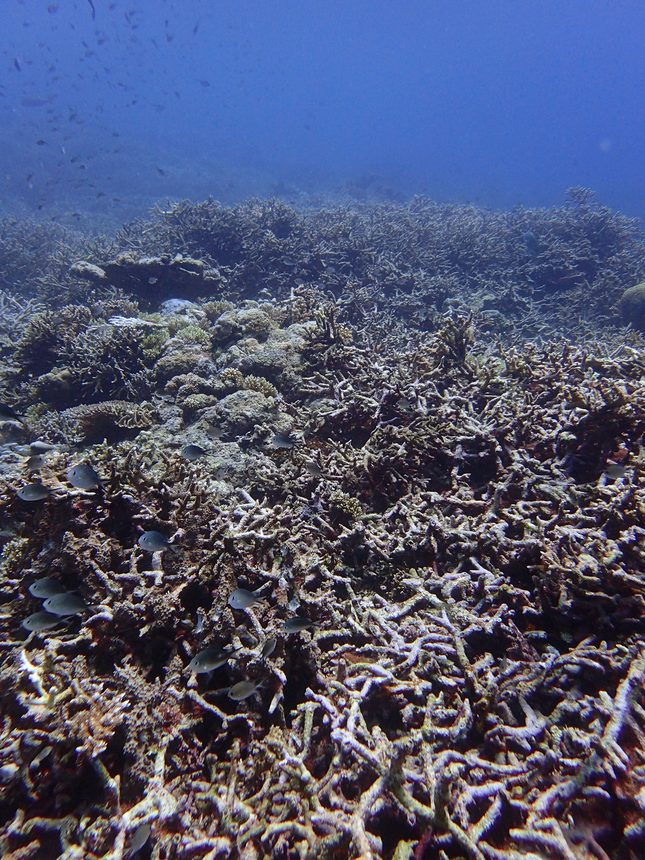 dead corals.jpg