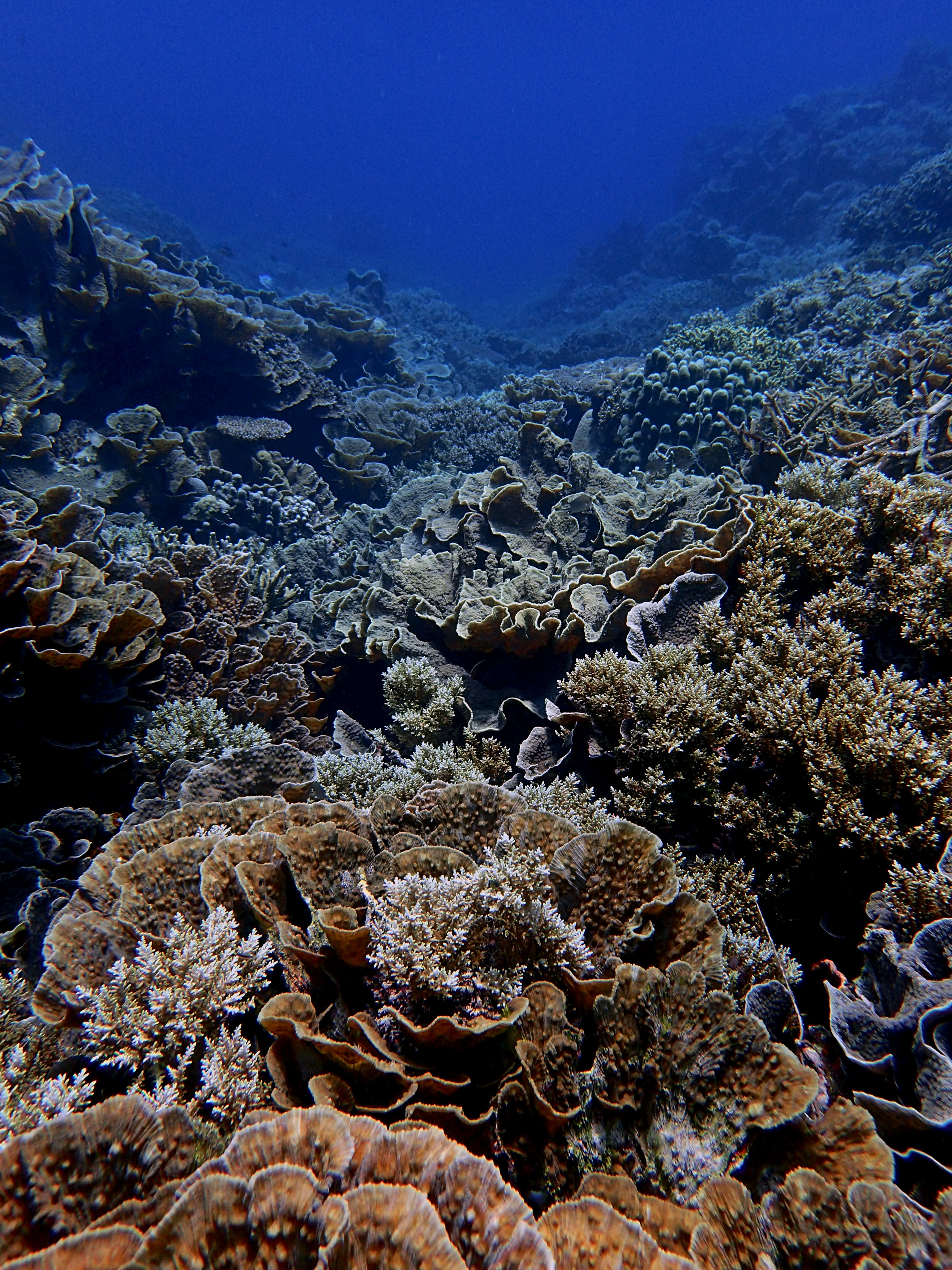 corals growing on lava.jpg