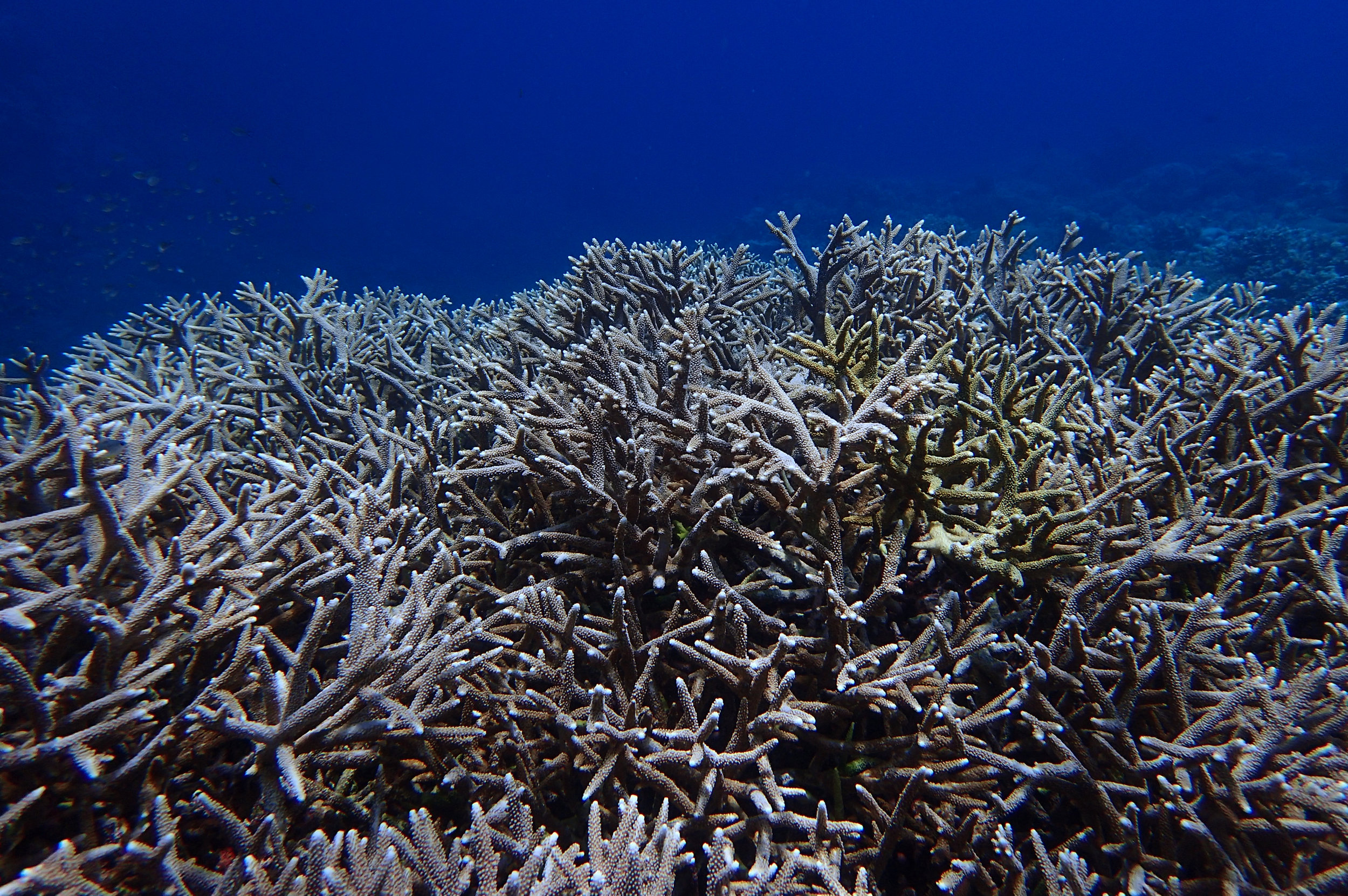 another good acropora shot.jpg