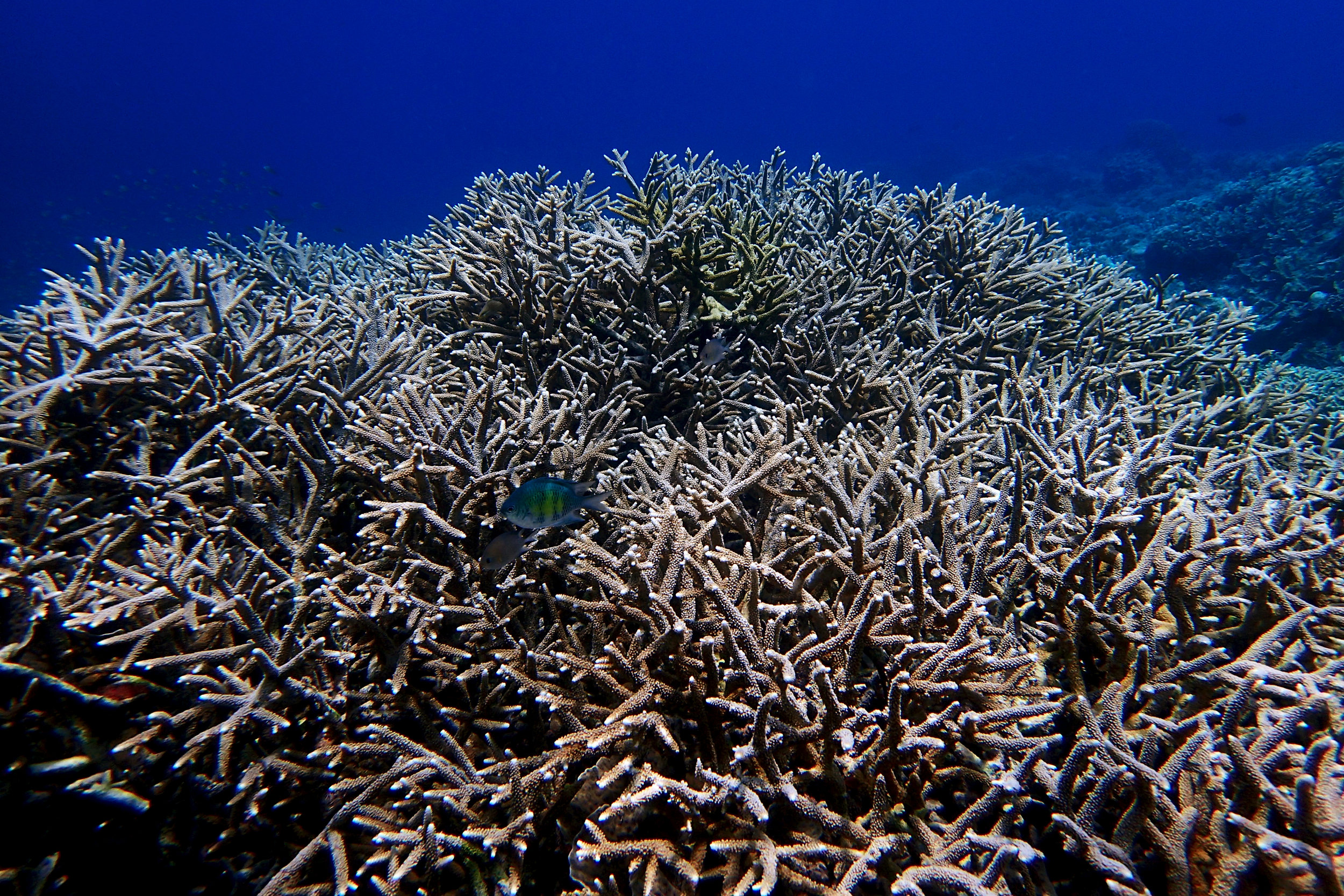 great acropora shot.jpg