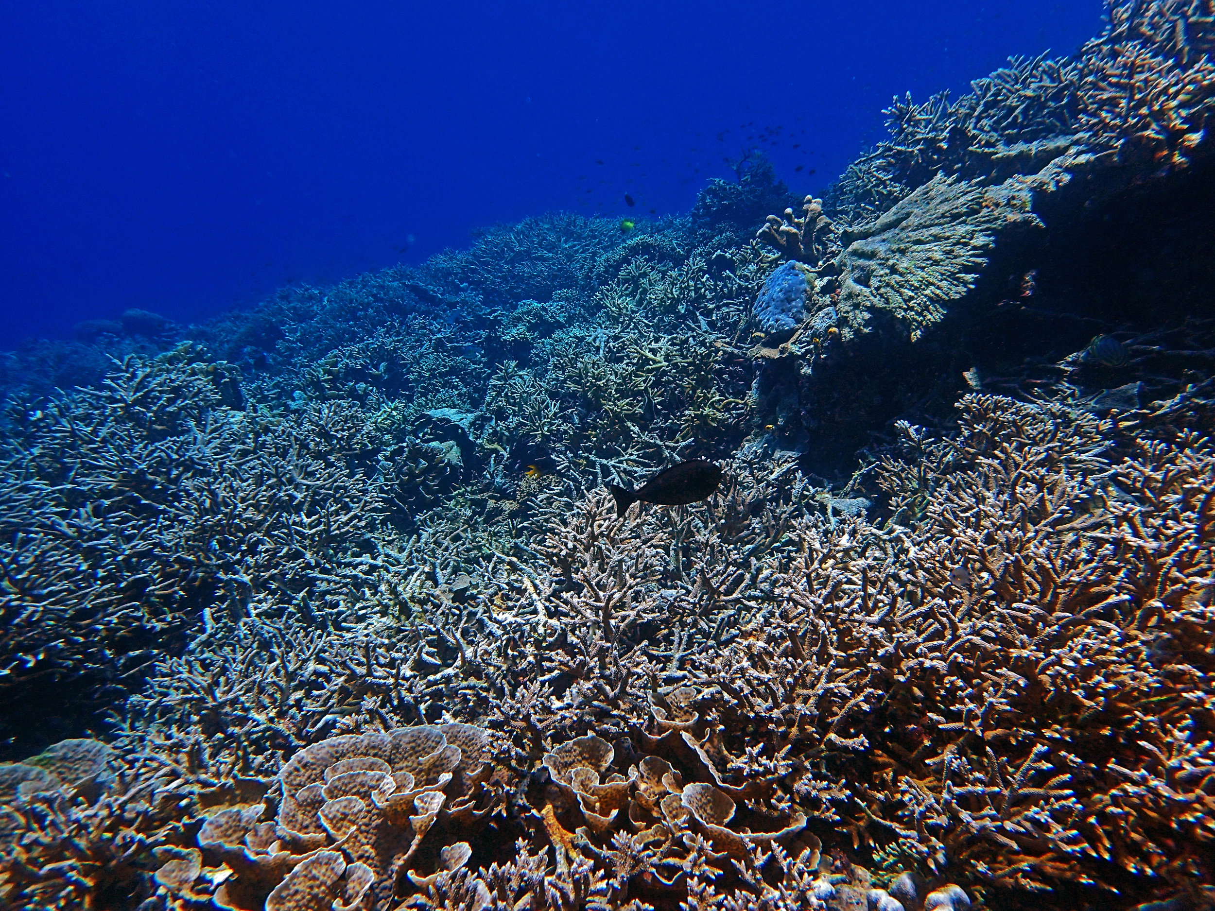 gobs of coral.jpg