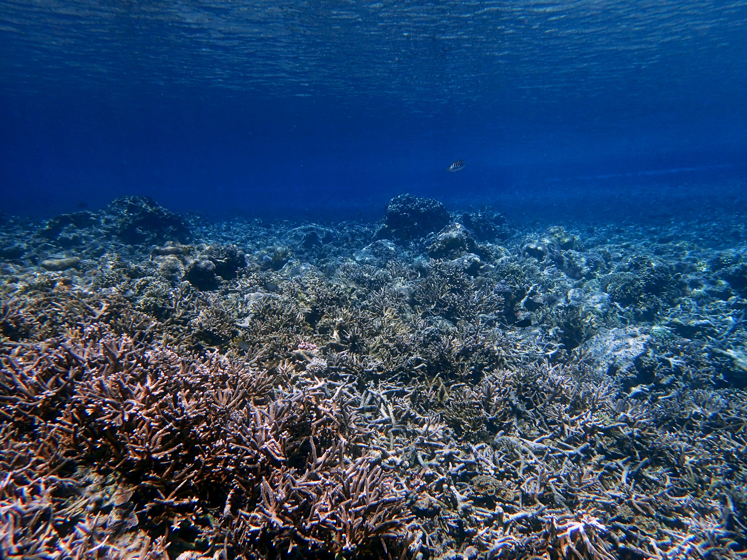 under the boat.jpg