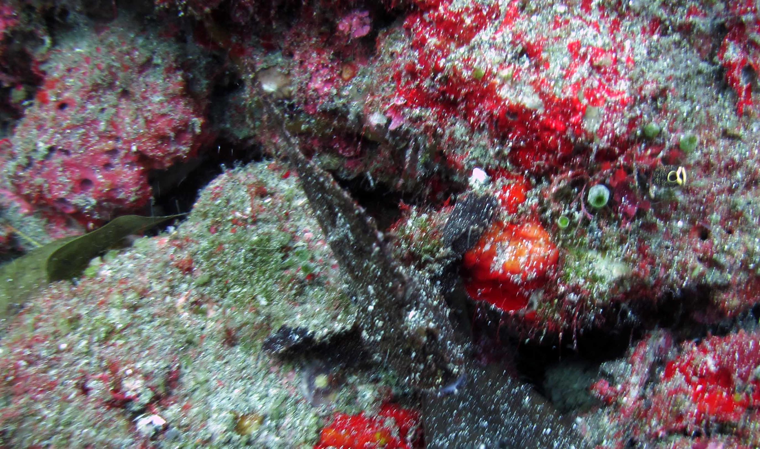 frogfish?.jpg