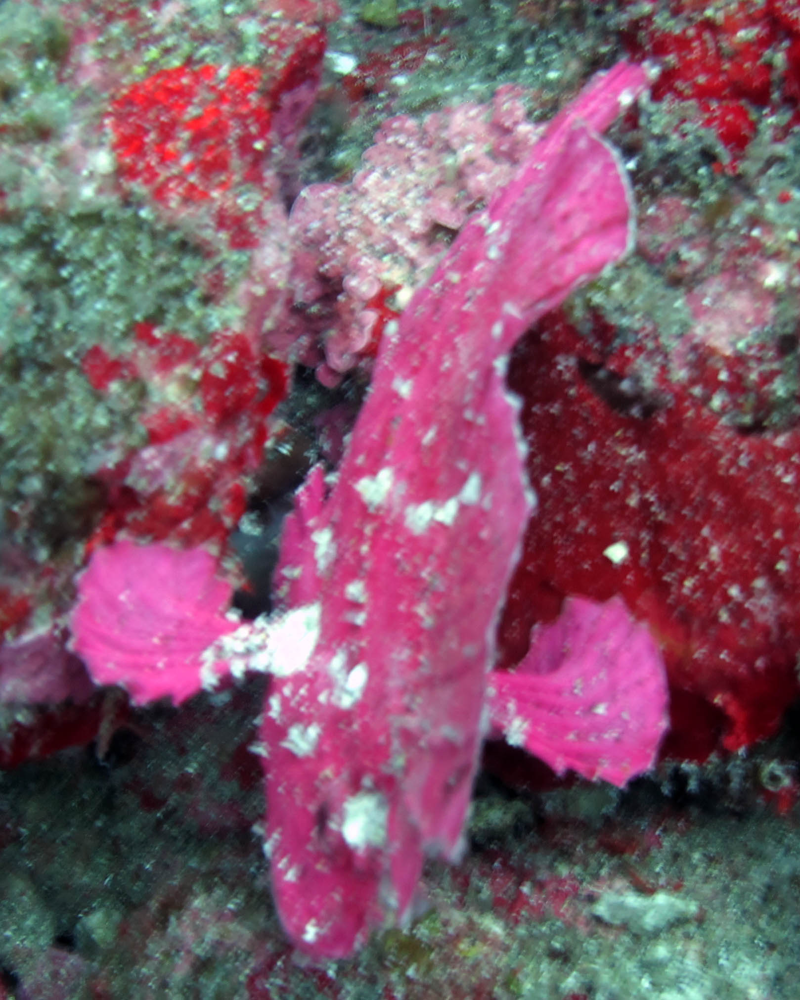 pink frogfish.jpg