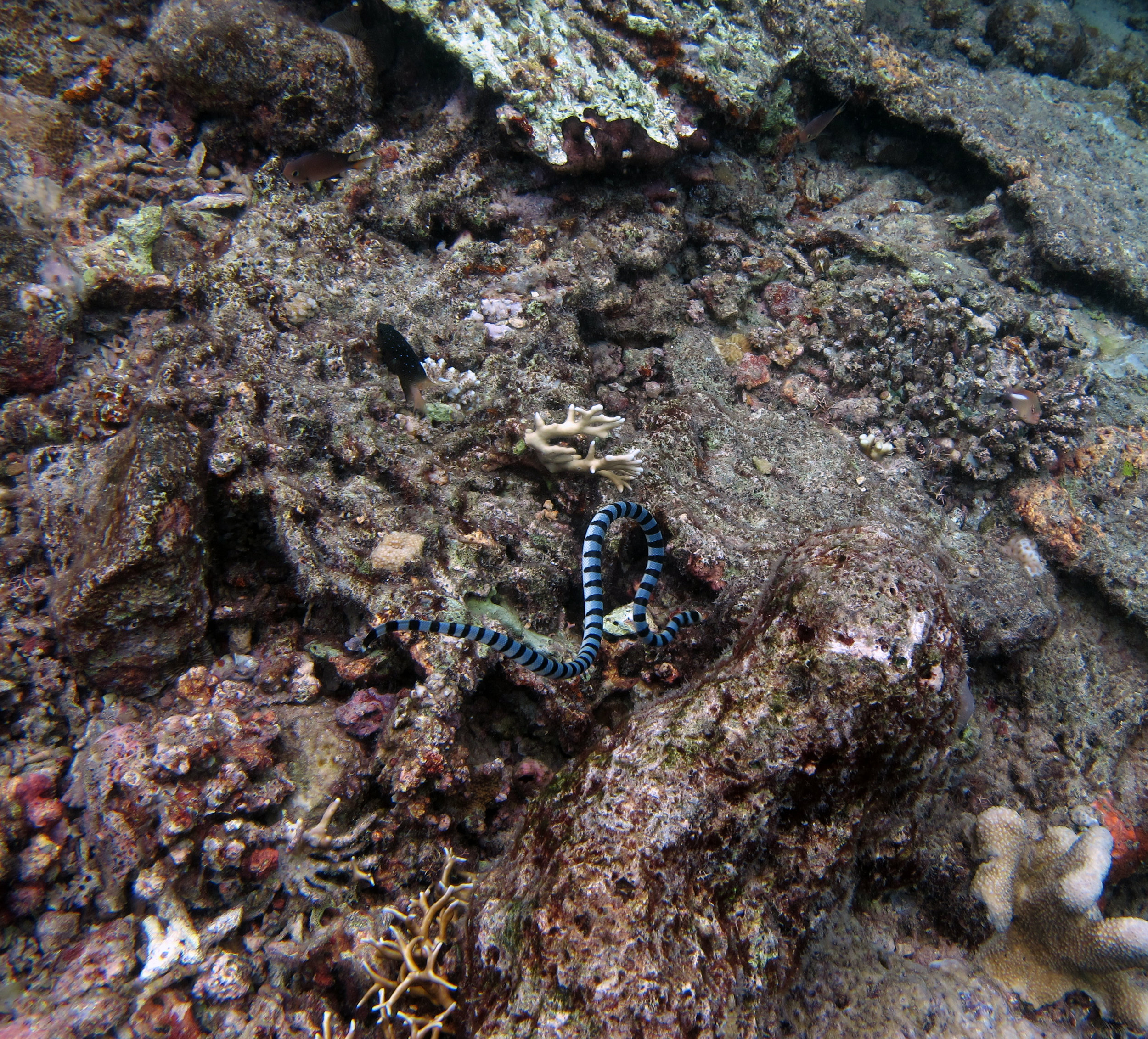 good sea snake shot.jpg