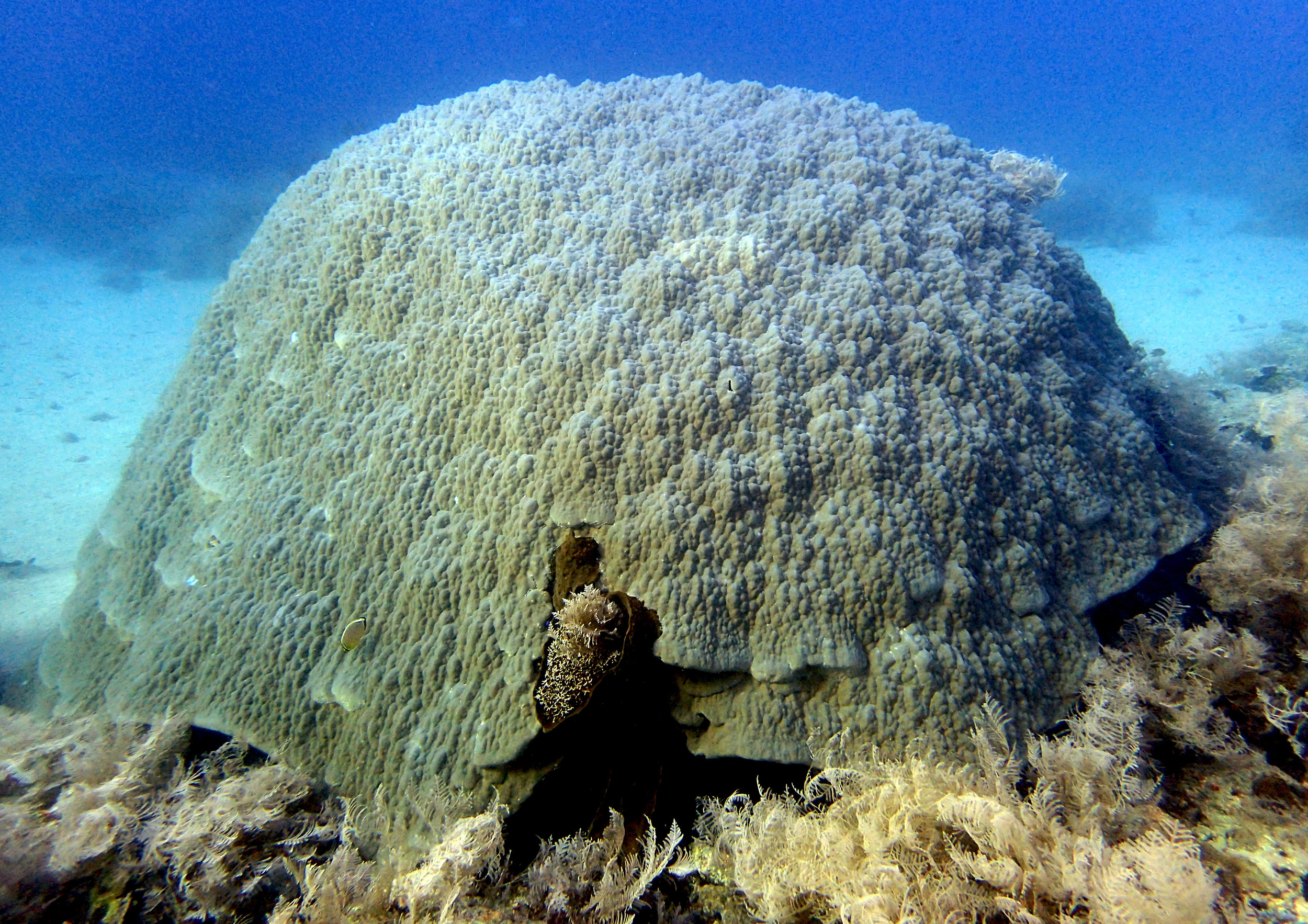 monster Porites.jpg