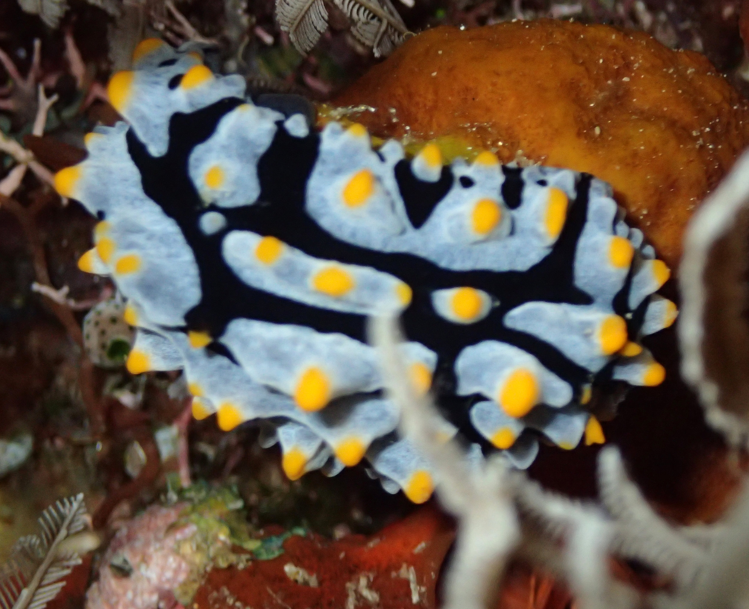 nudibranch Banda.jpg
