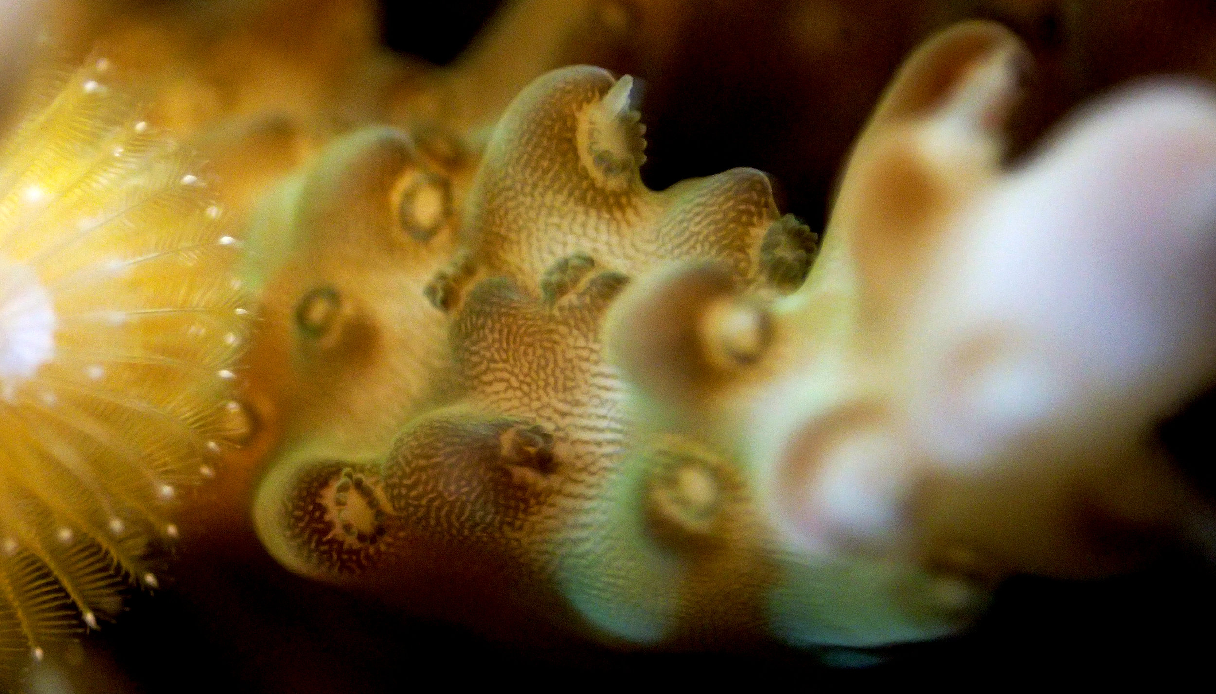 good coral macro.jpg