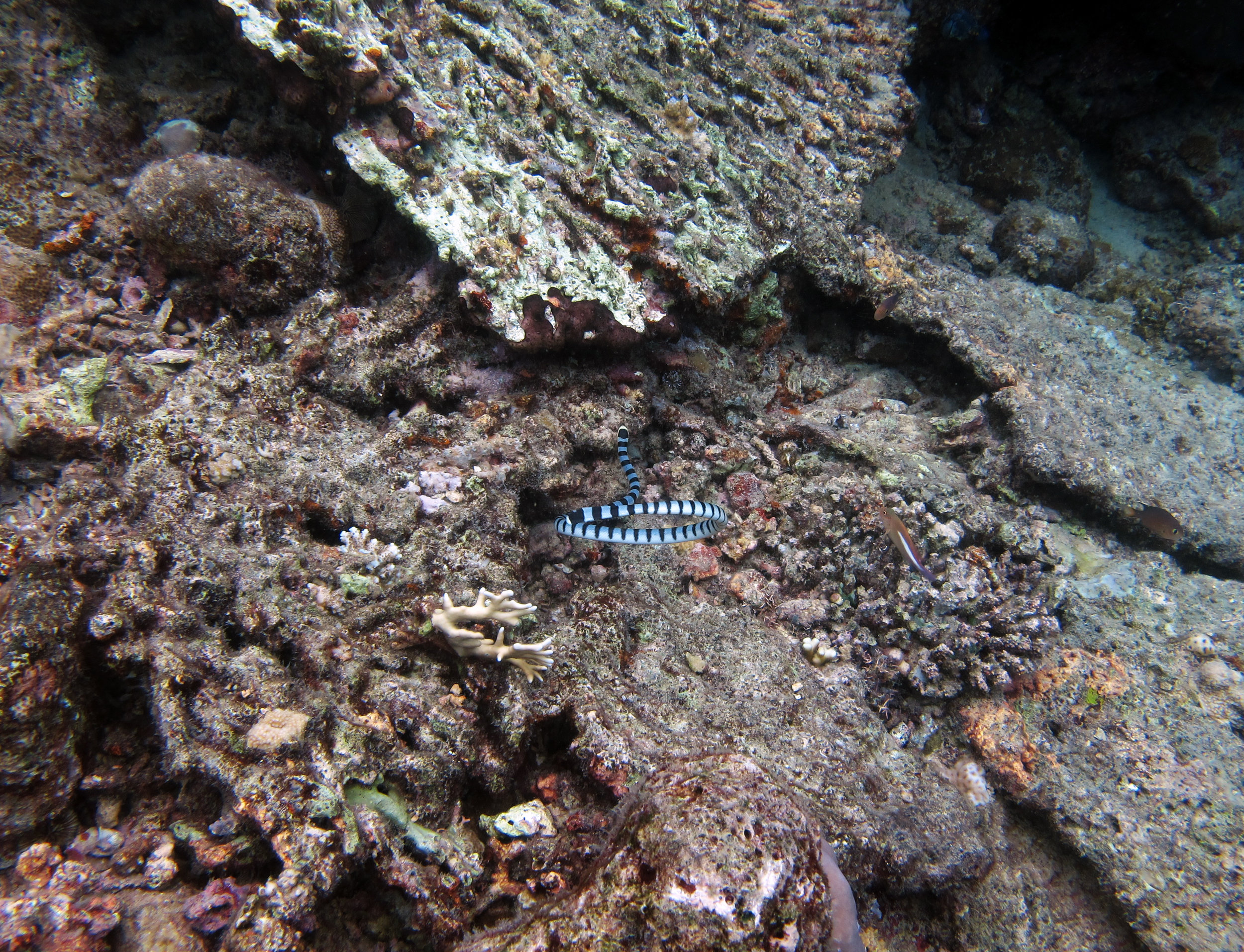 great sea snake shot.jpg