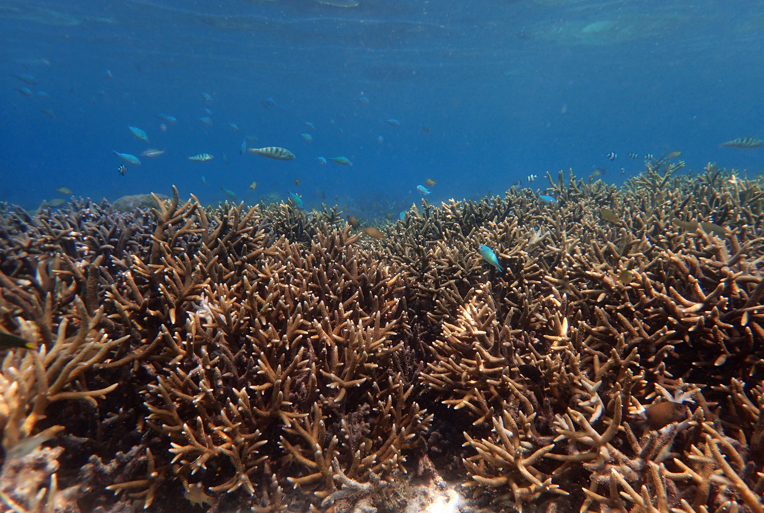 good Acropora shot.jpg