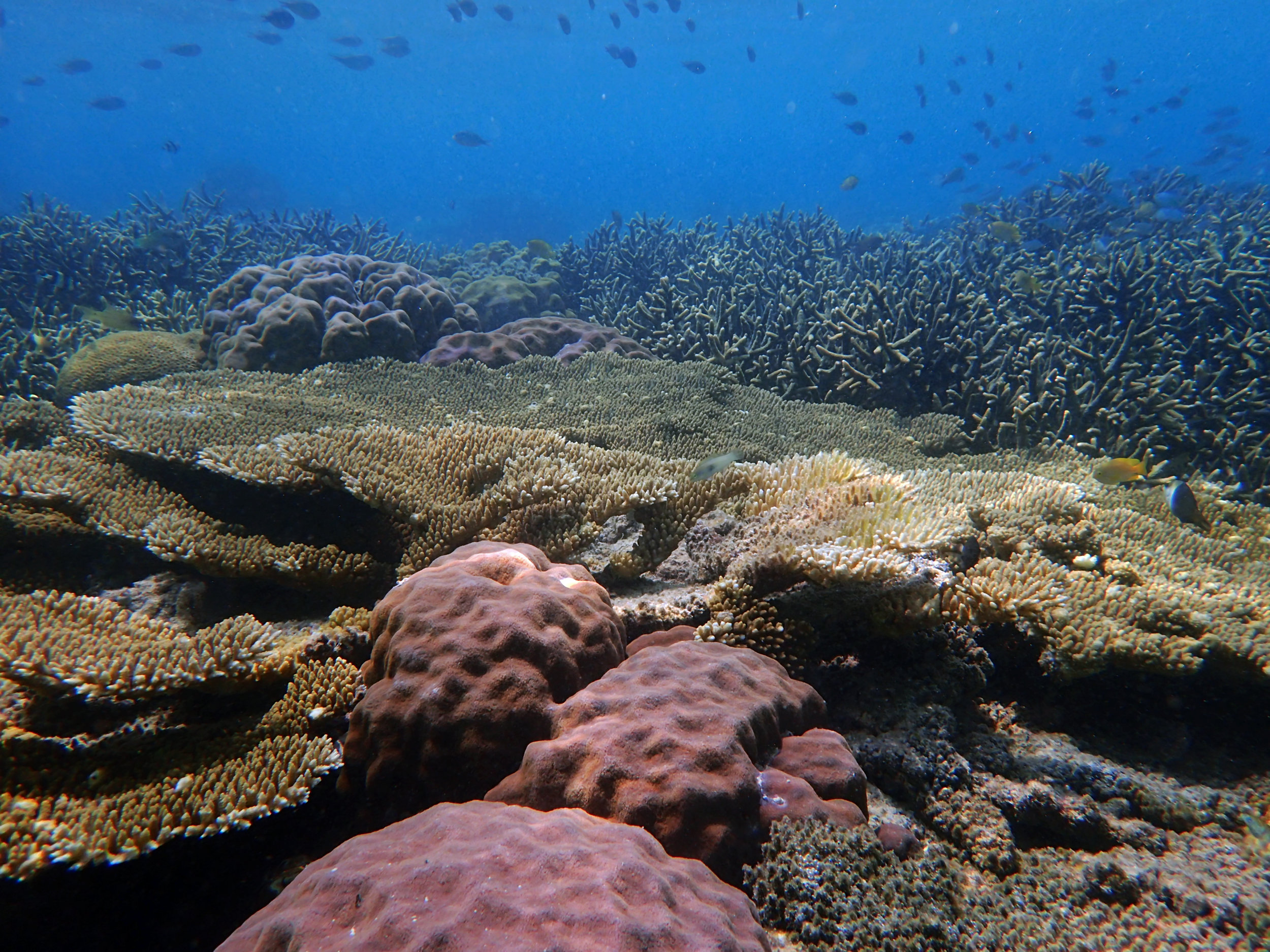 great Keke Island coral shot.jpg
