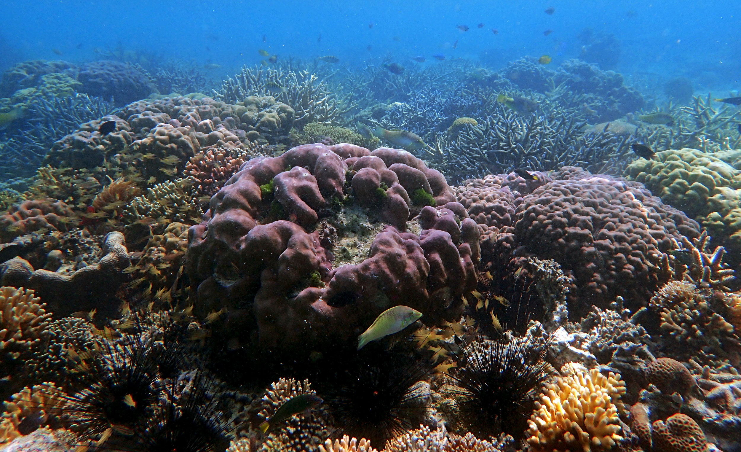 shallow corals of Sulawesi.jpg