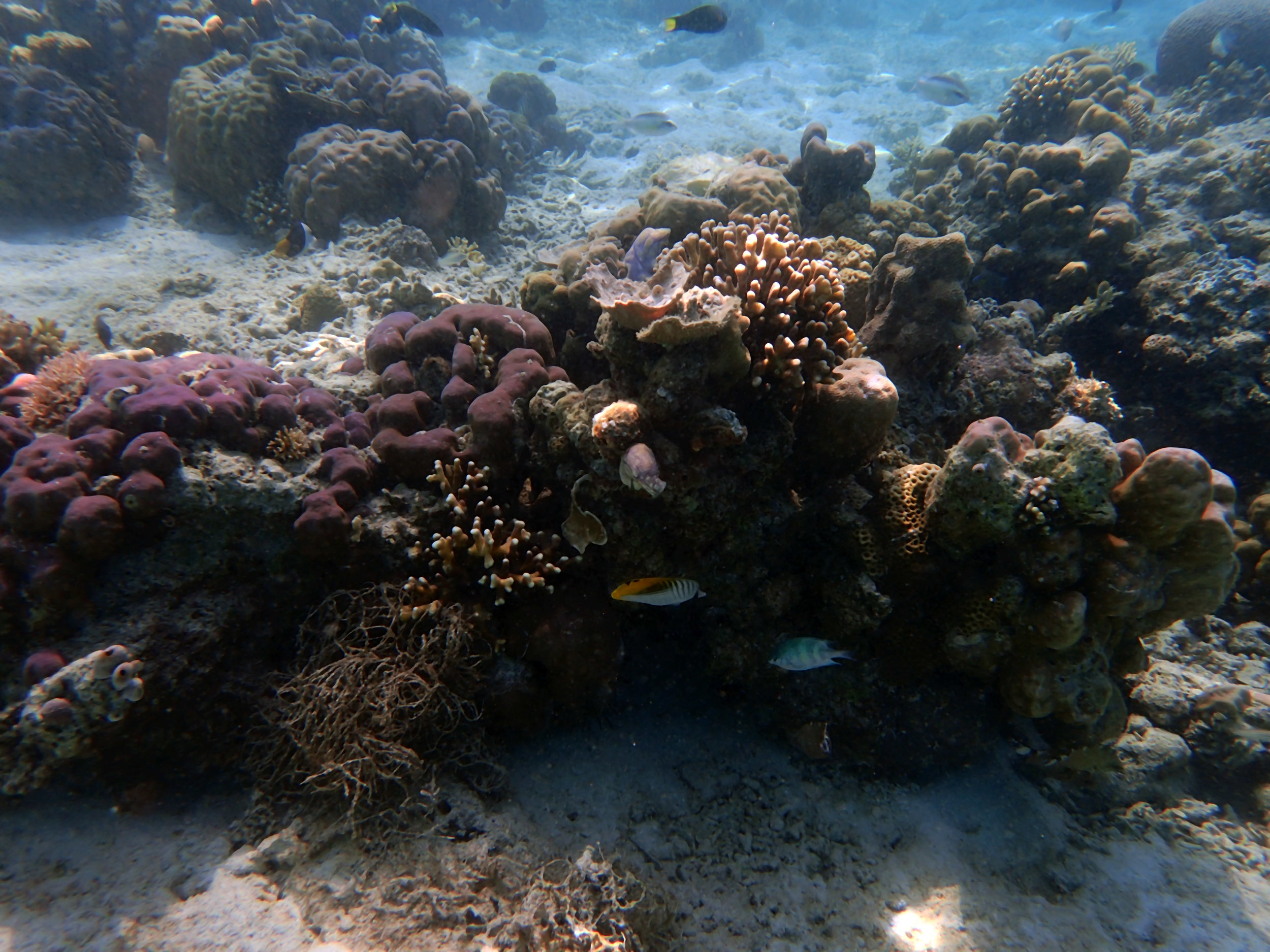 corals at 1-2 m.jpg