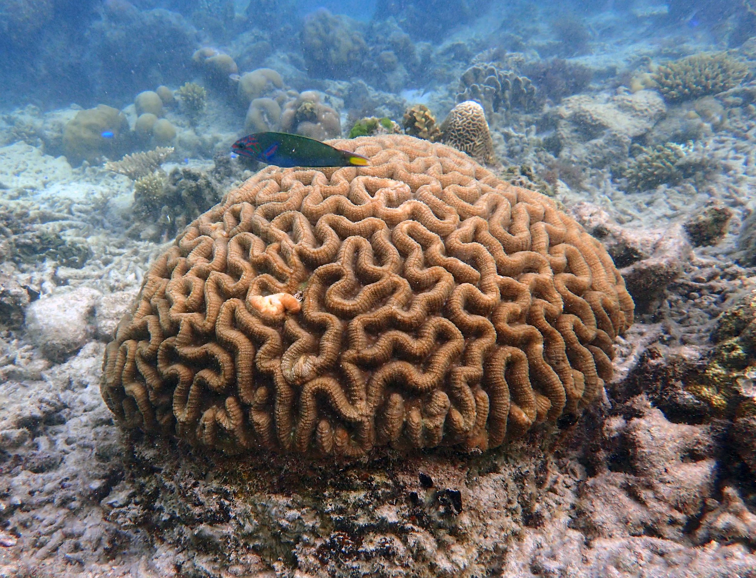 brain coral.jpg